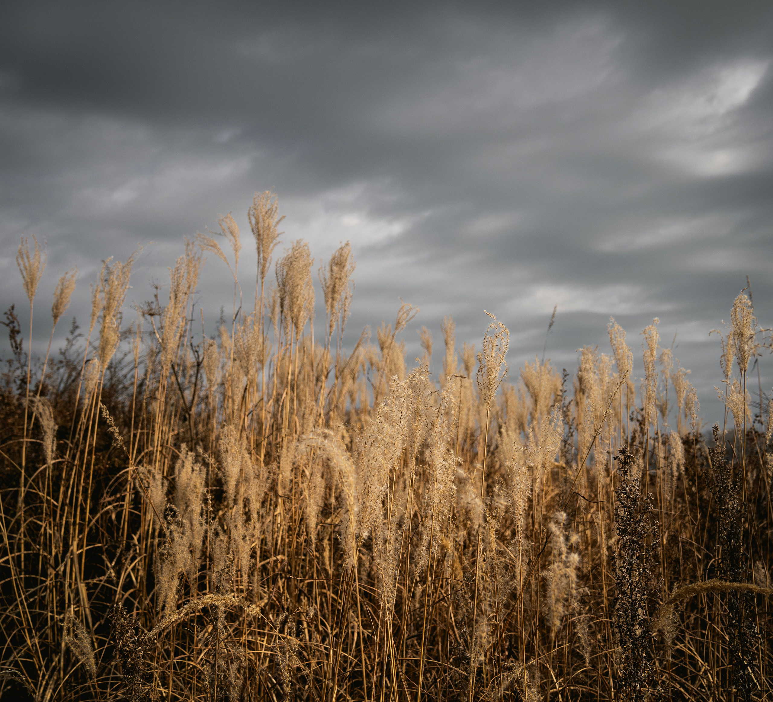 Итальянский бракк Стеша и Любомир. Семейный фотограф анималист г. Находка