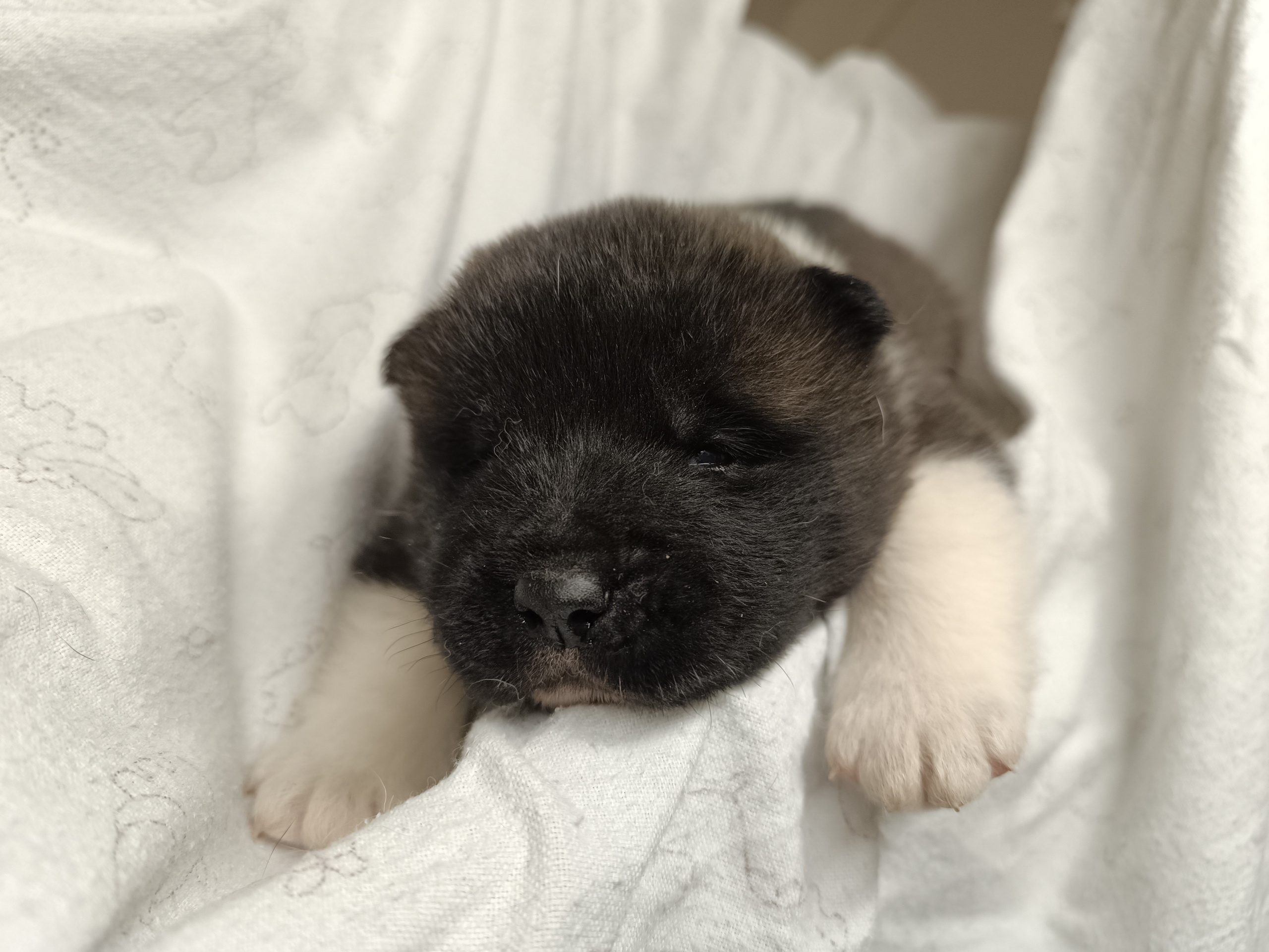 Американская акита  щенки питомник Санкт-Петербург клубные щенки Американская акита питомник RUBYLIGHT Рубилайт купить щенка американской акиты