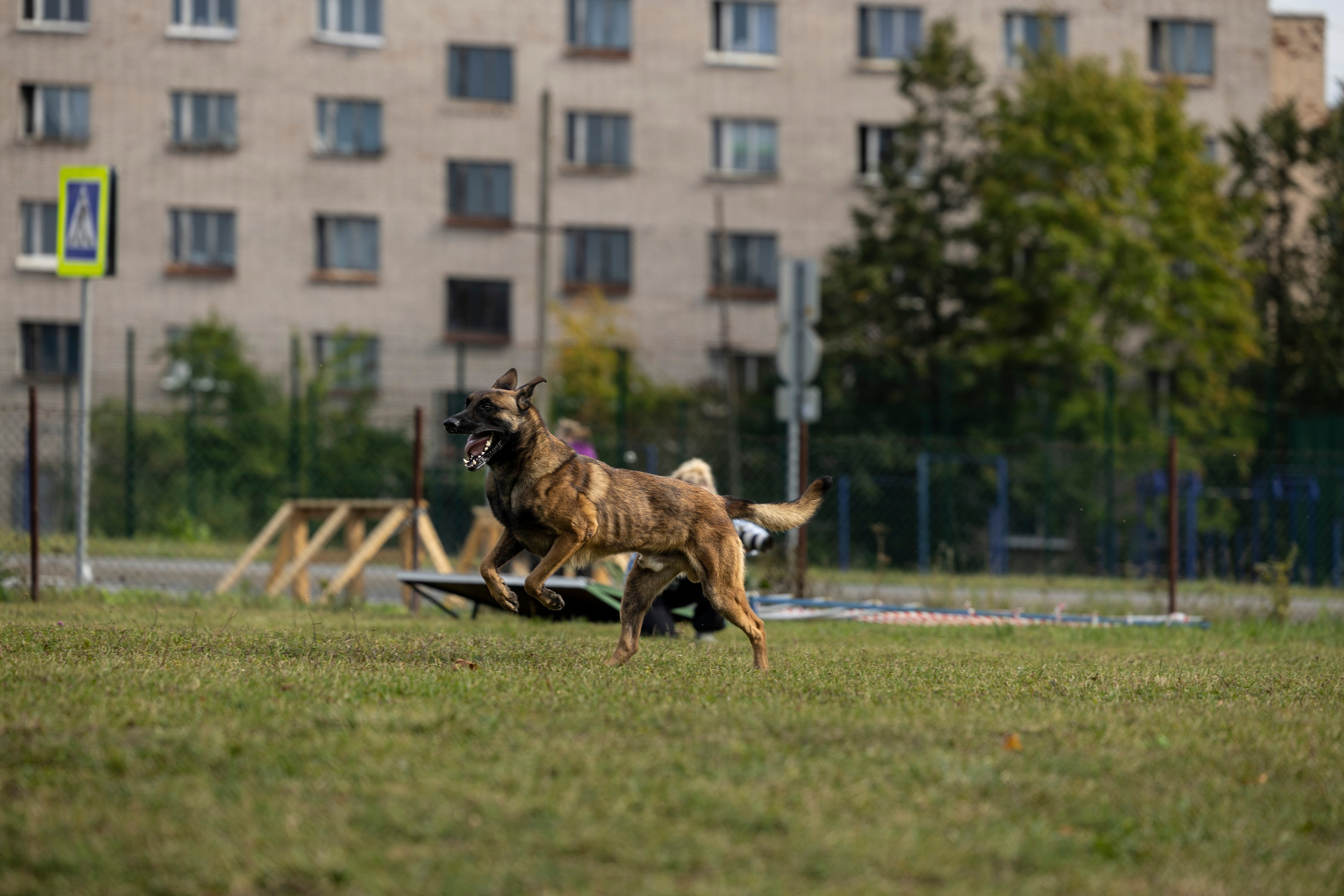 Испытания по Мондьорингу г. Пушкин. Фотограф-анималист Анна Маринич