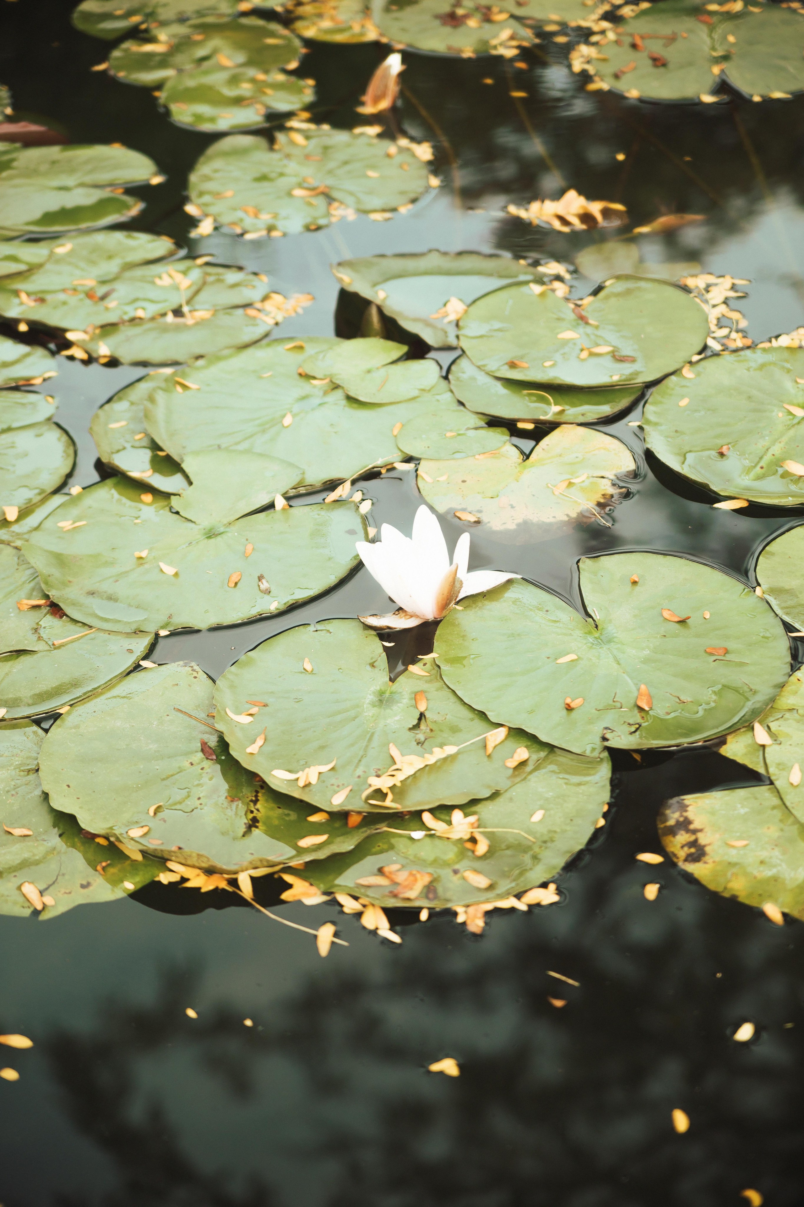 А так сможете? Давай!. Семен Соколов