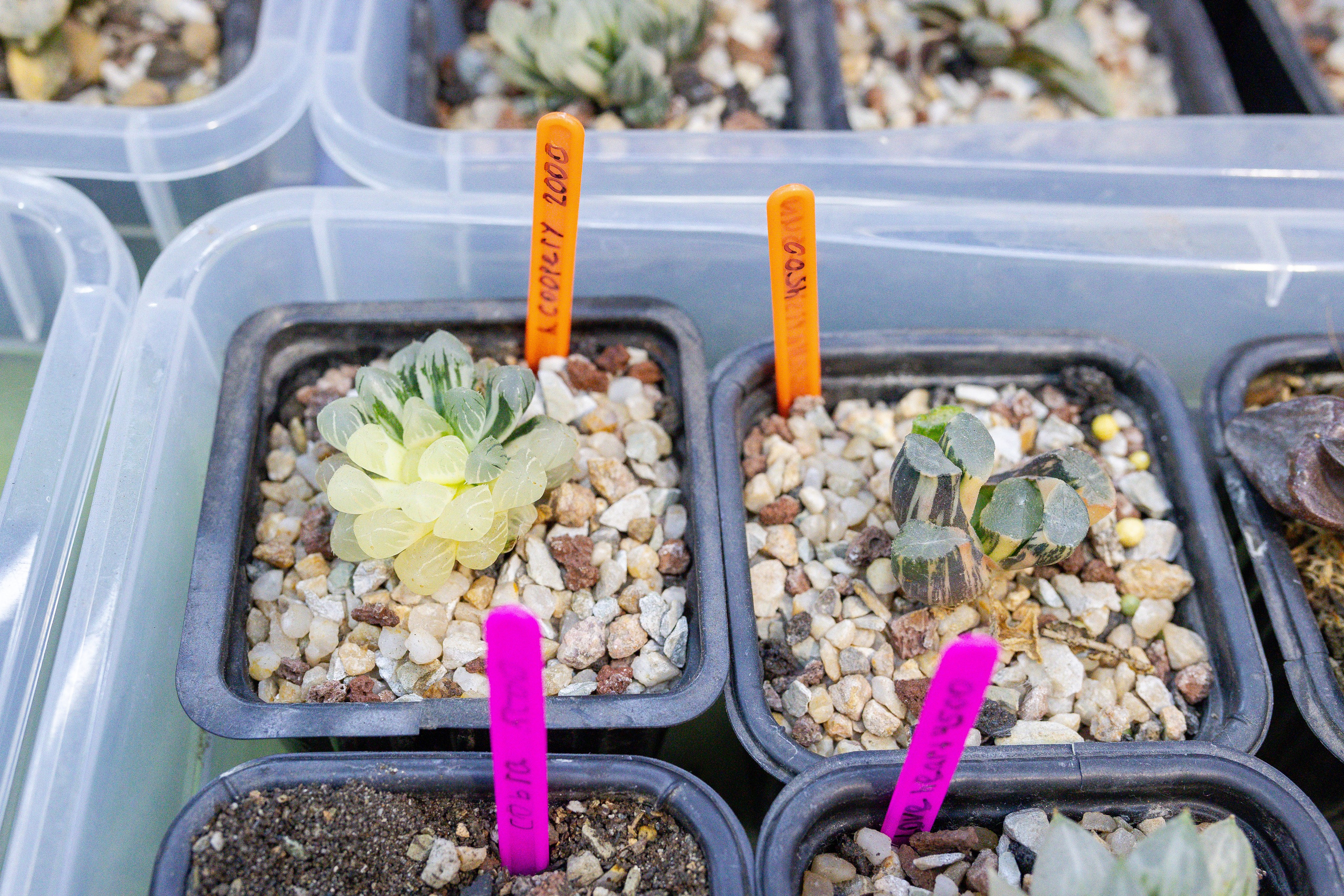 Кактус Фест. Александра Куликова фотограф, Москва