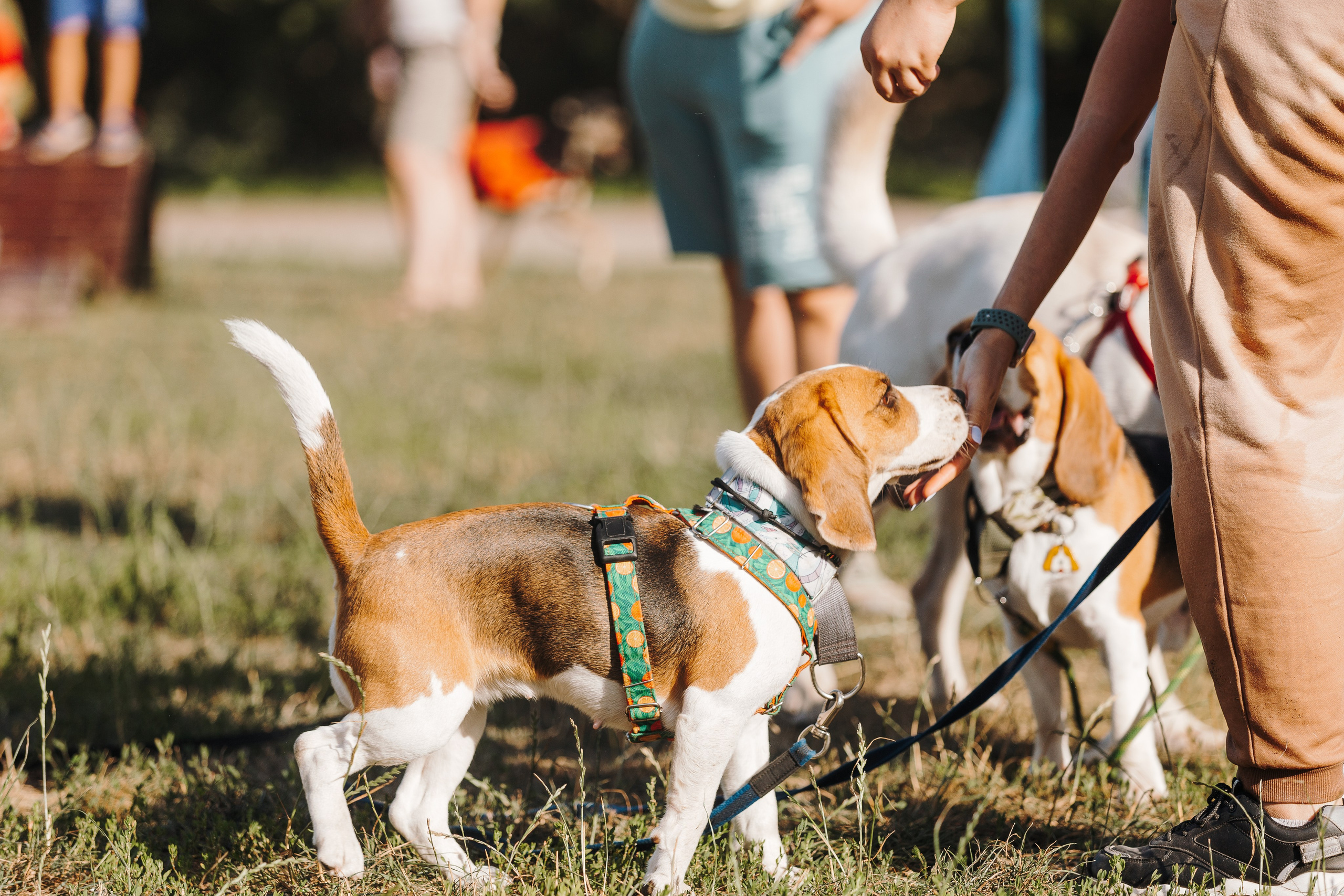 Petshop Sup day. Фотограф анималист Кристина Карпова, Москва