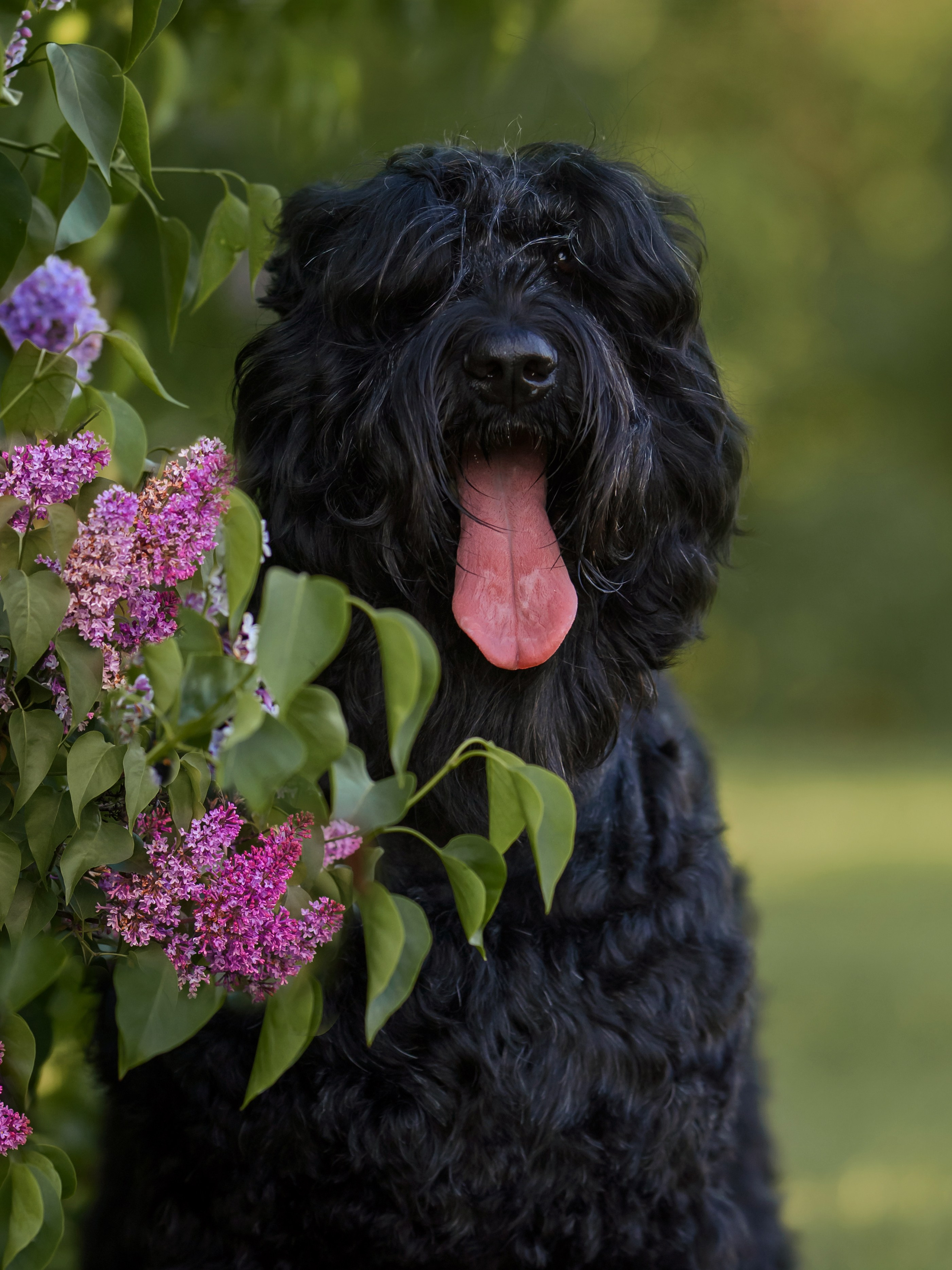 Животные. Семейный фотограф в Минске Виктория Дубровская