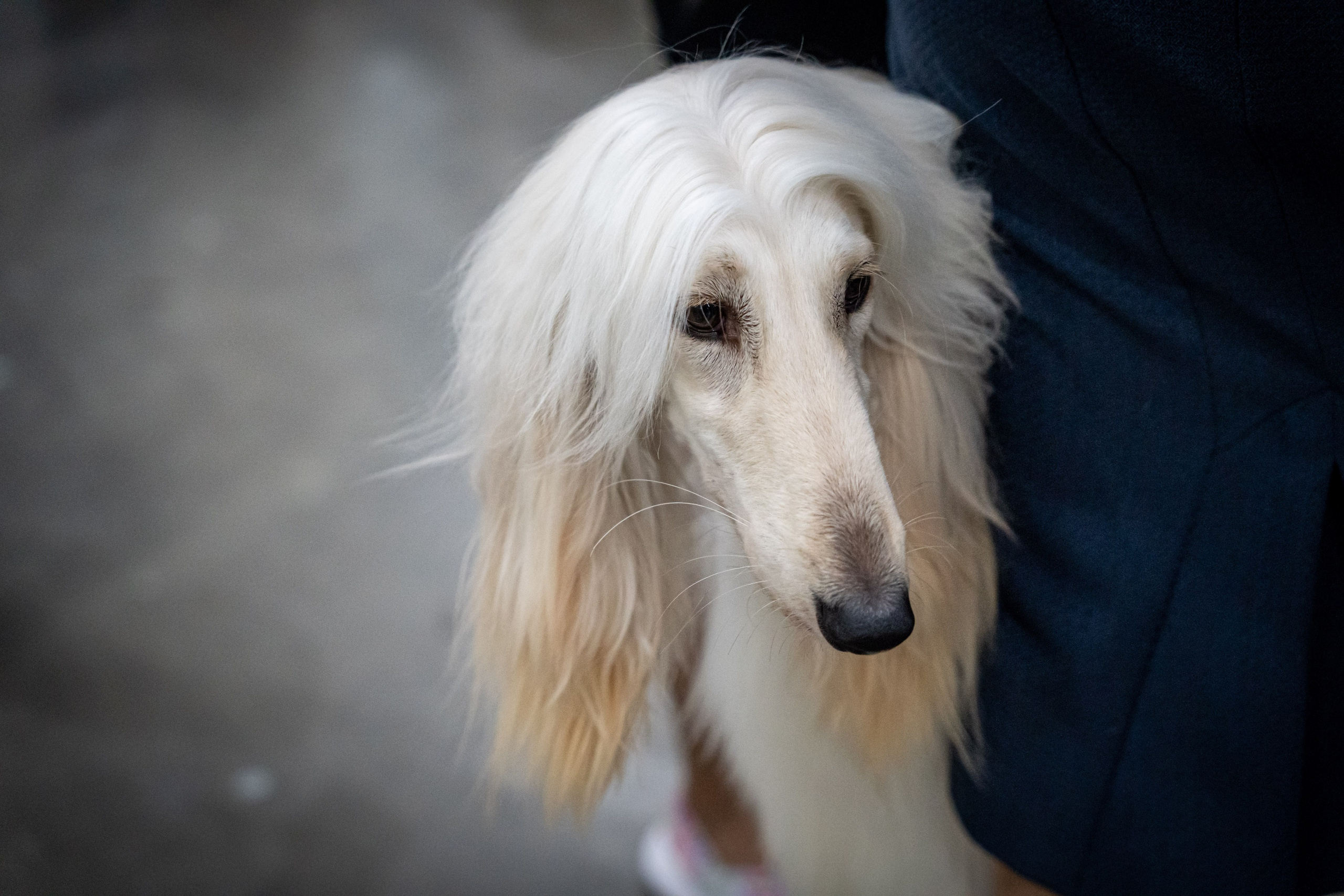 Животные. Фото, видео, монтаж