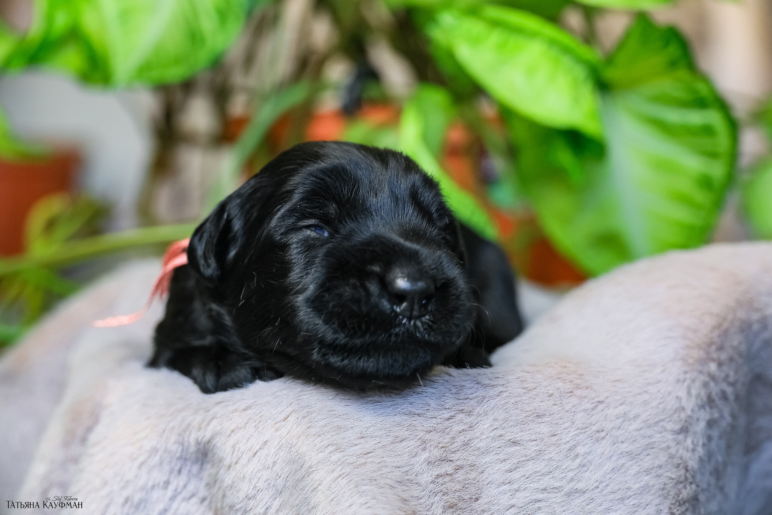 ризеншнауцер, щенки ризеншнауцера, фотограф собак, фотограф анималист, фотосессия щенков