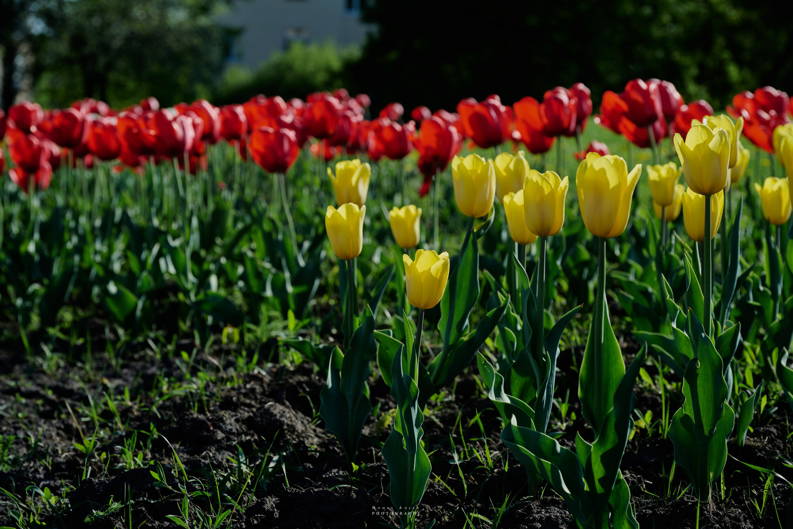 Орел. Апрель 2024. Фотограф Роман Адлер
