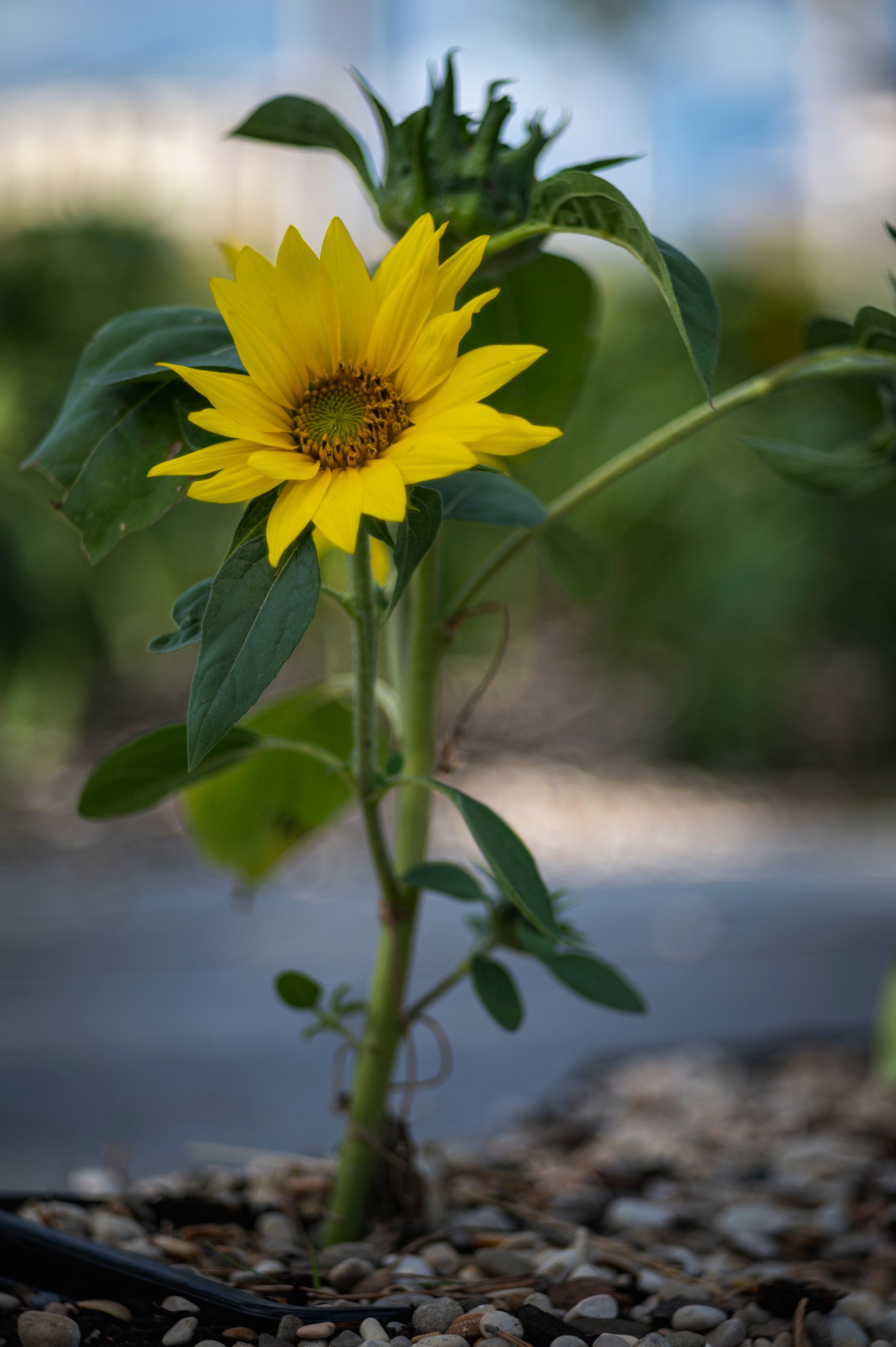 Фотопрогулка по Москве. Фотограф Роман Адлер
