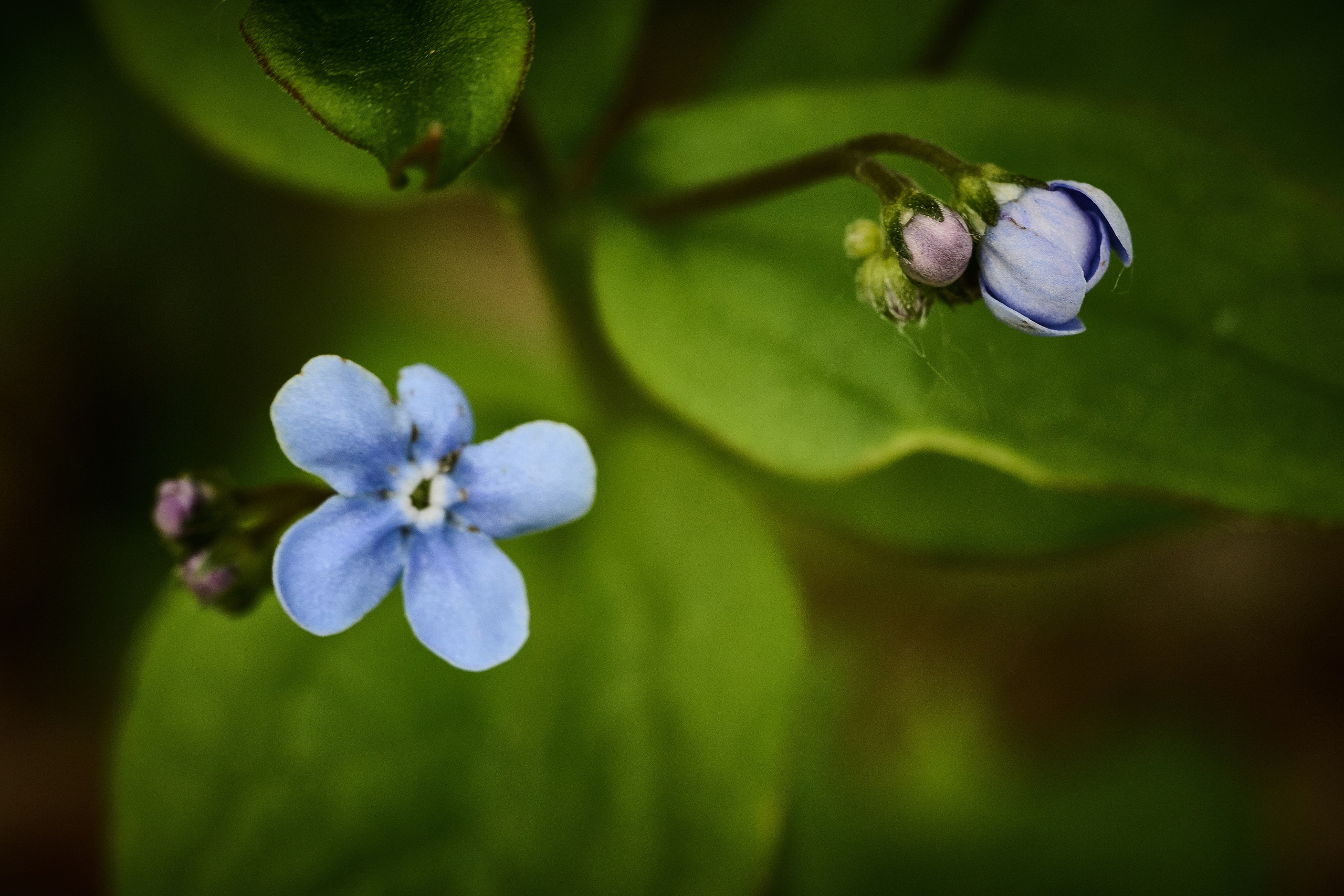 Фотографии весенних цветов. Фотограф Роман Адлер. Фотограф Роман Адлер