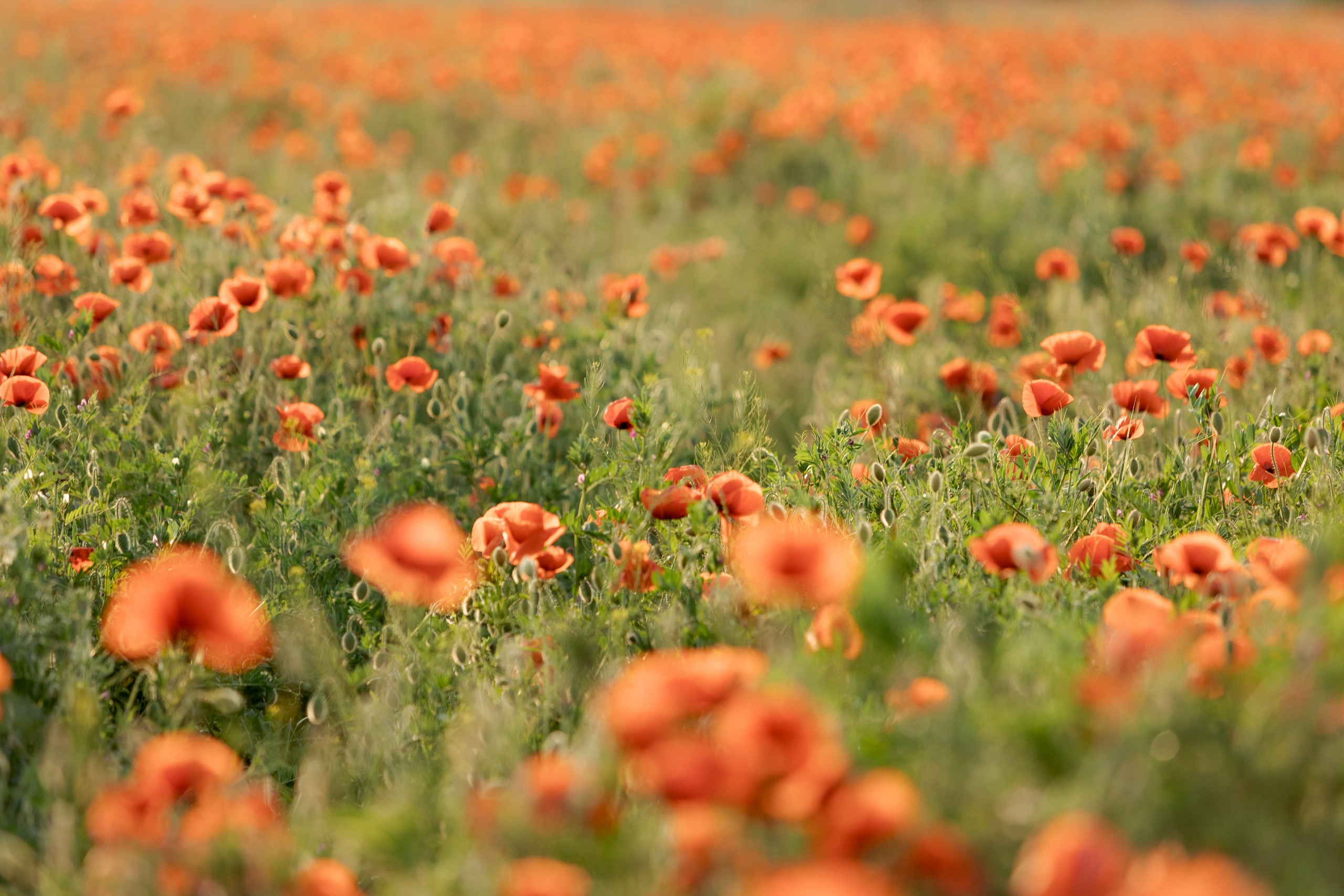 В ожидании девчонок. Миленина Юлия Свадебный и семейный фотограф в Краснодаре