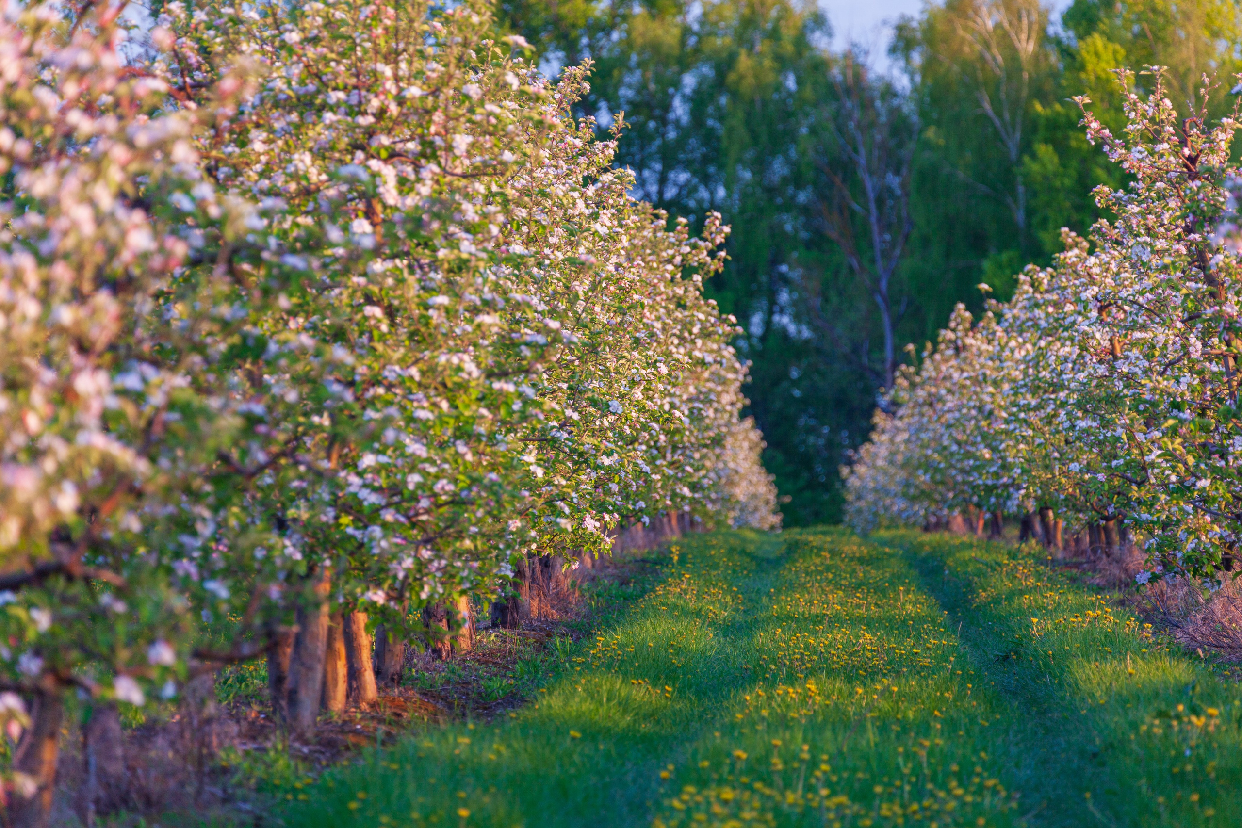 Яблоневый цвет. Фотохудожник Артём Парамонов