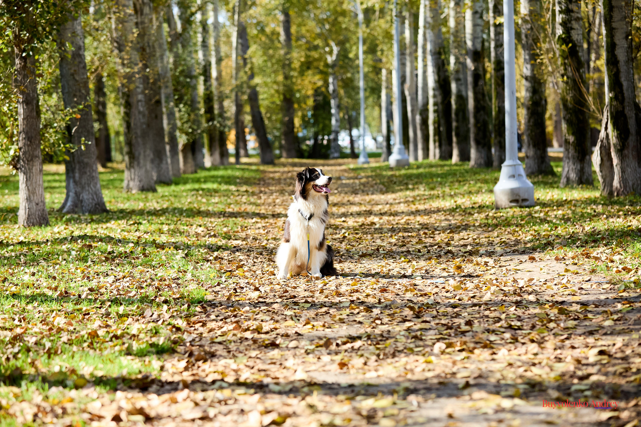 Басенджи и Аусси 21.09.2025. Buyvolenko Andrey