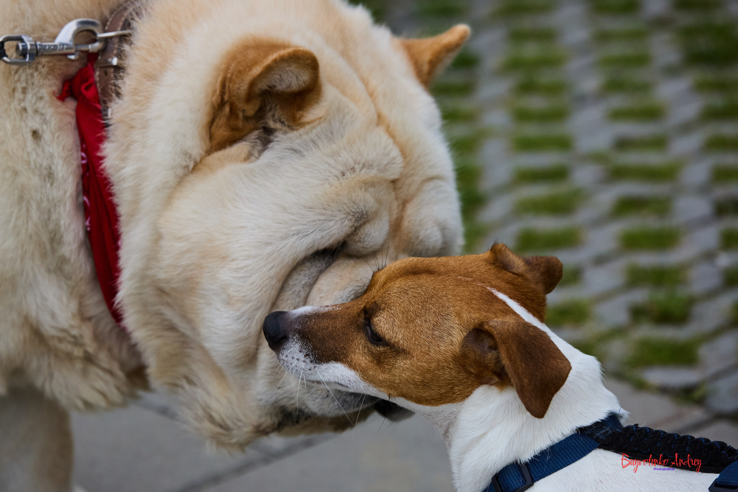 Проект фотопрогулка с хвостиком. Buyvolenko Andrey