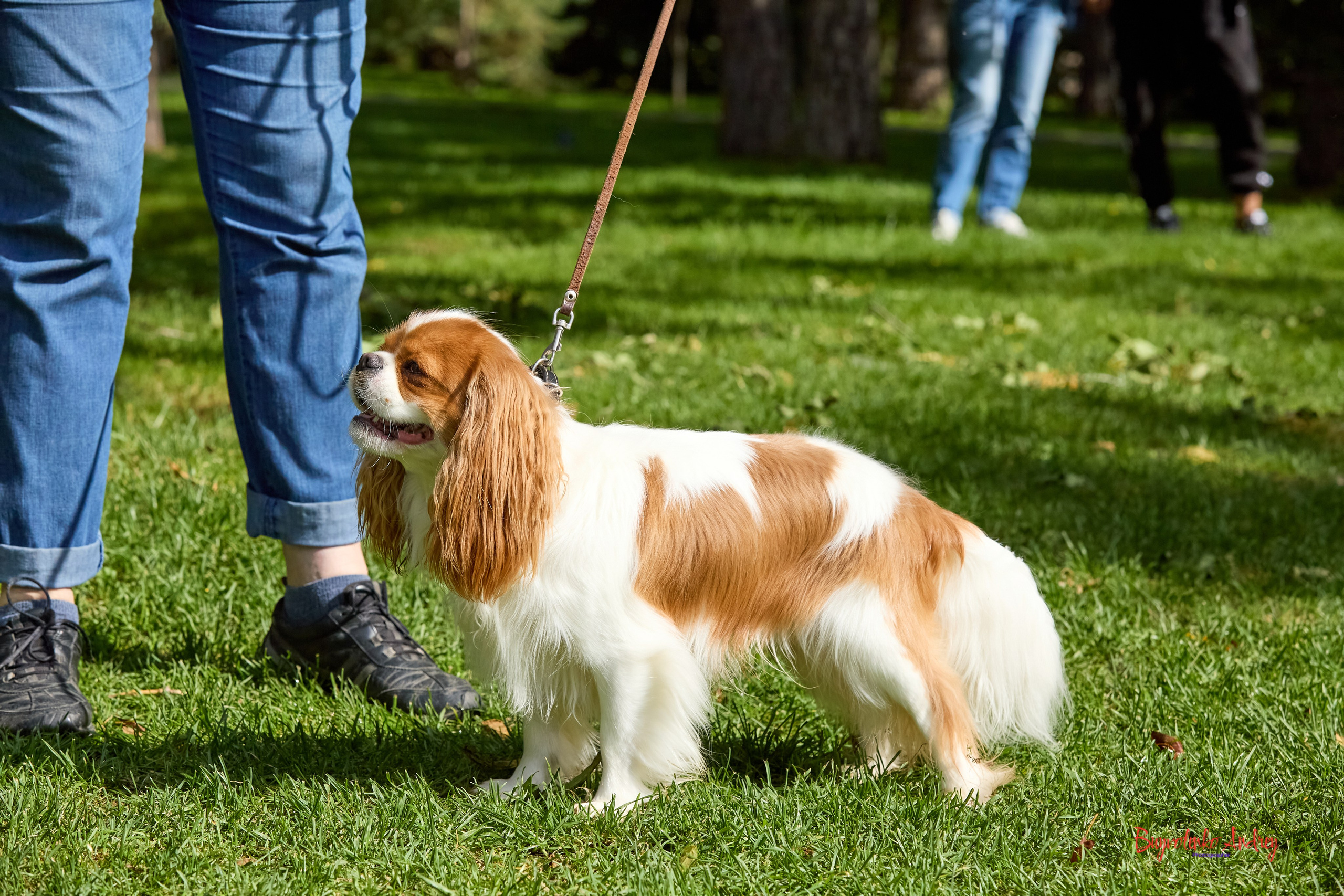 Фотопрогулка с кавалерами. Buyvolenko Andrey