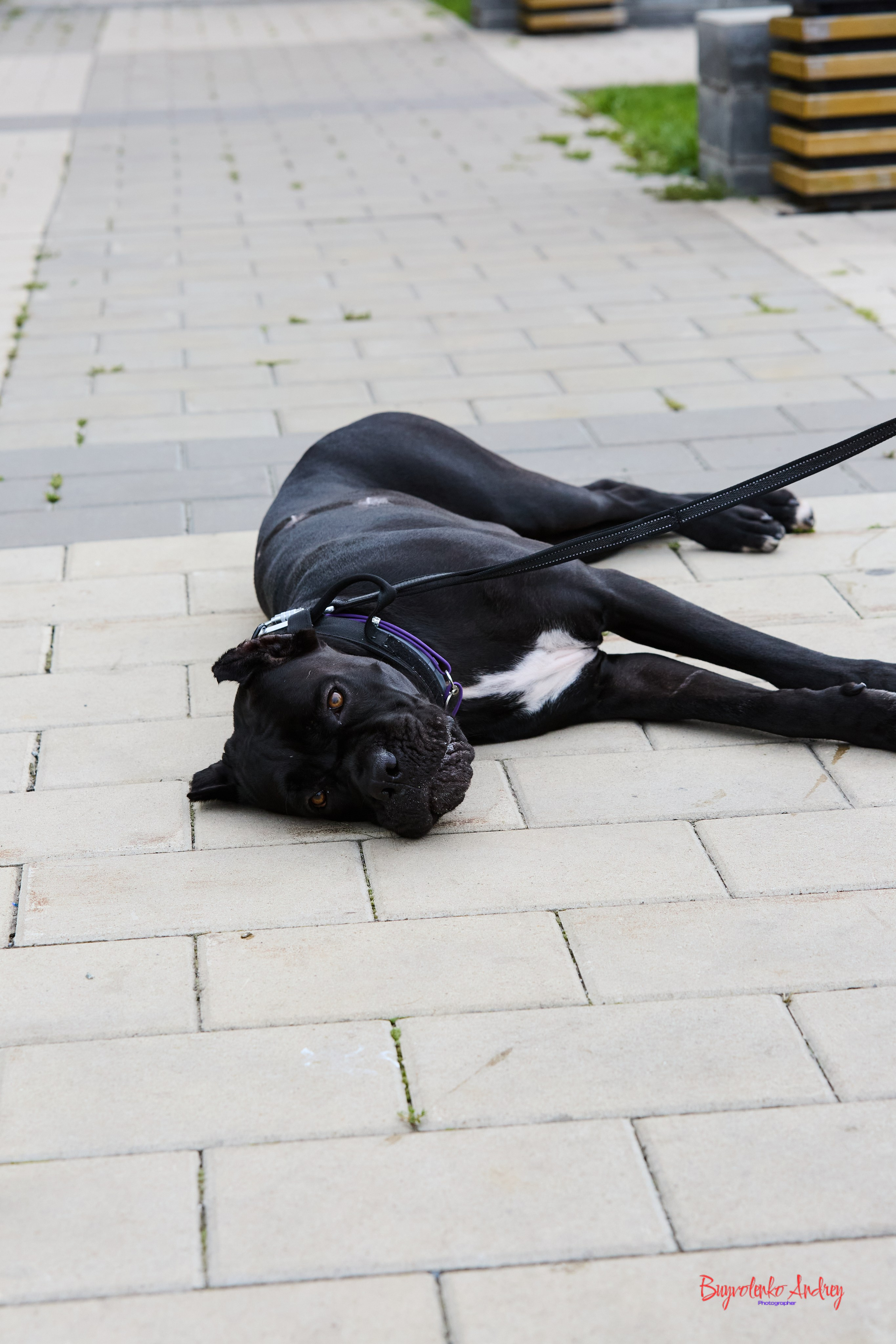 Проект фотопрогулка с хвостиком. Buyvolenko Andrey