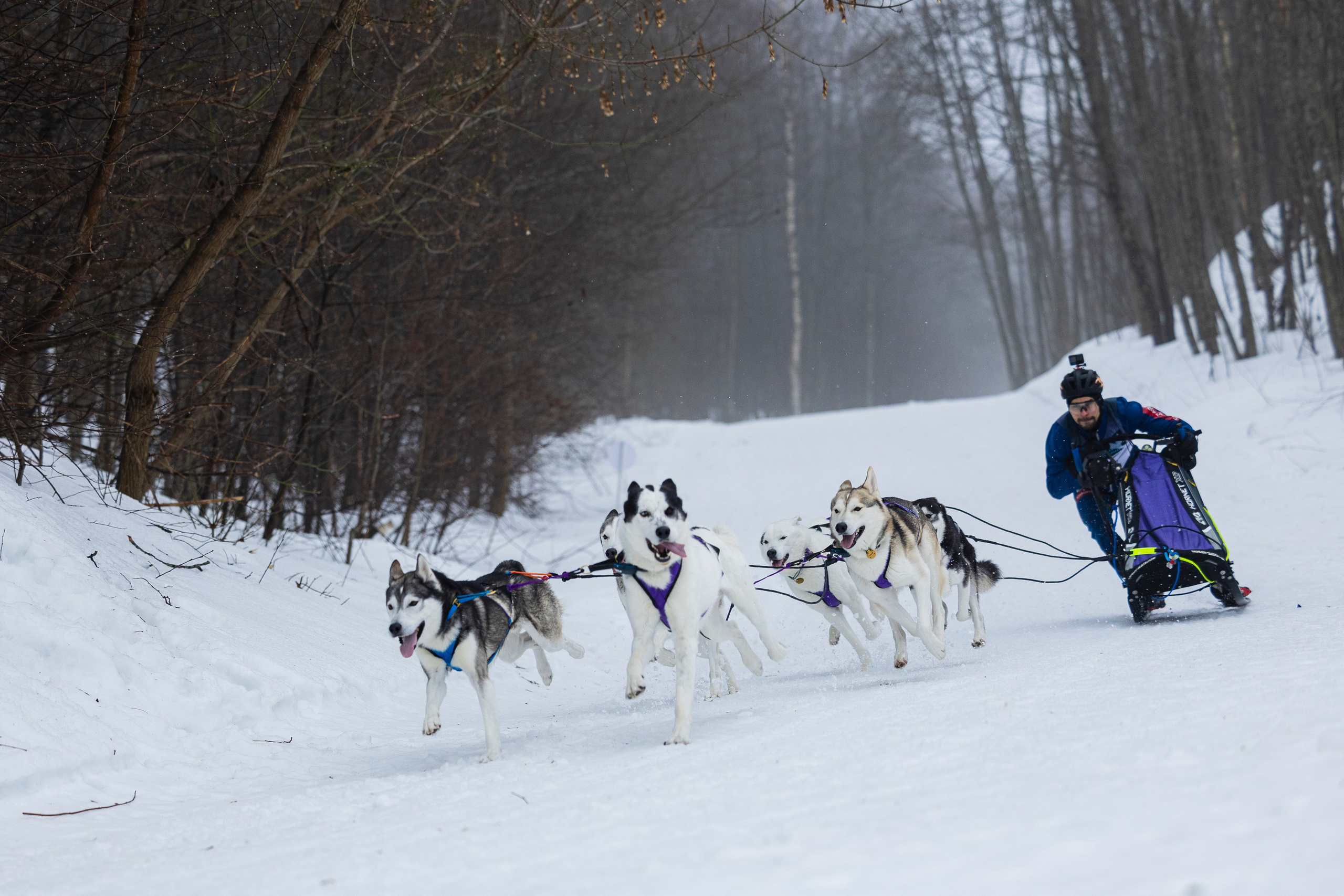 Зимний Чемпионат Санкт-Петербурга по ездовому спорту. Фотограф-анималист Анна Маринич