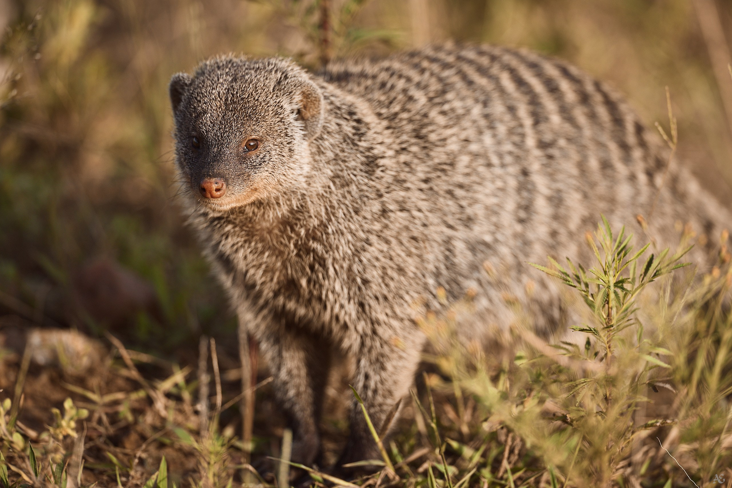Поевший мангуст