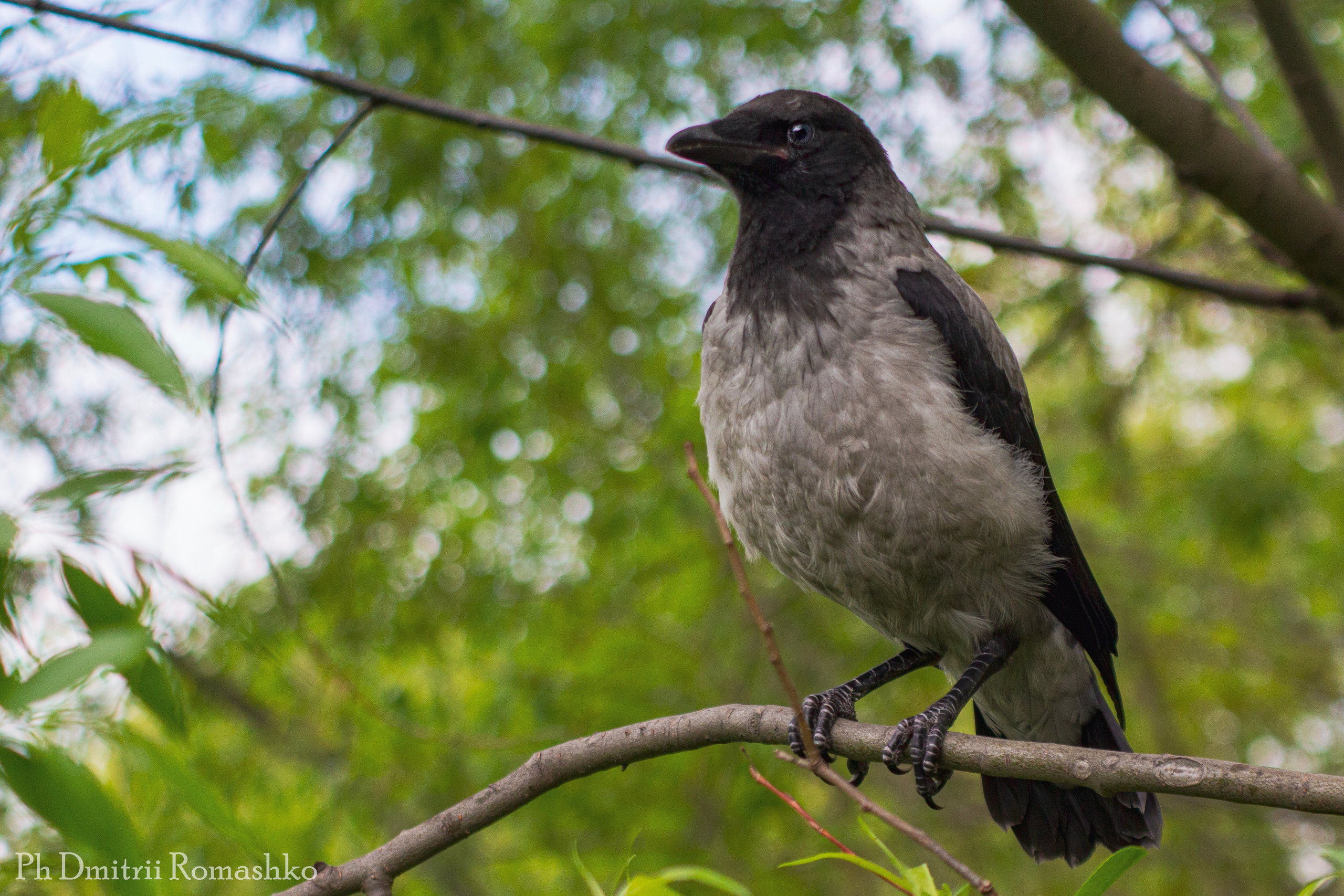 Анималистка. Фотограф Дмитрий Ромашко