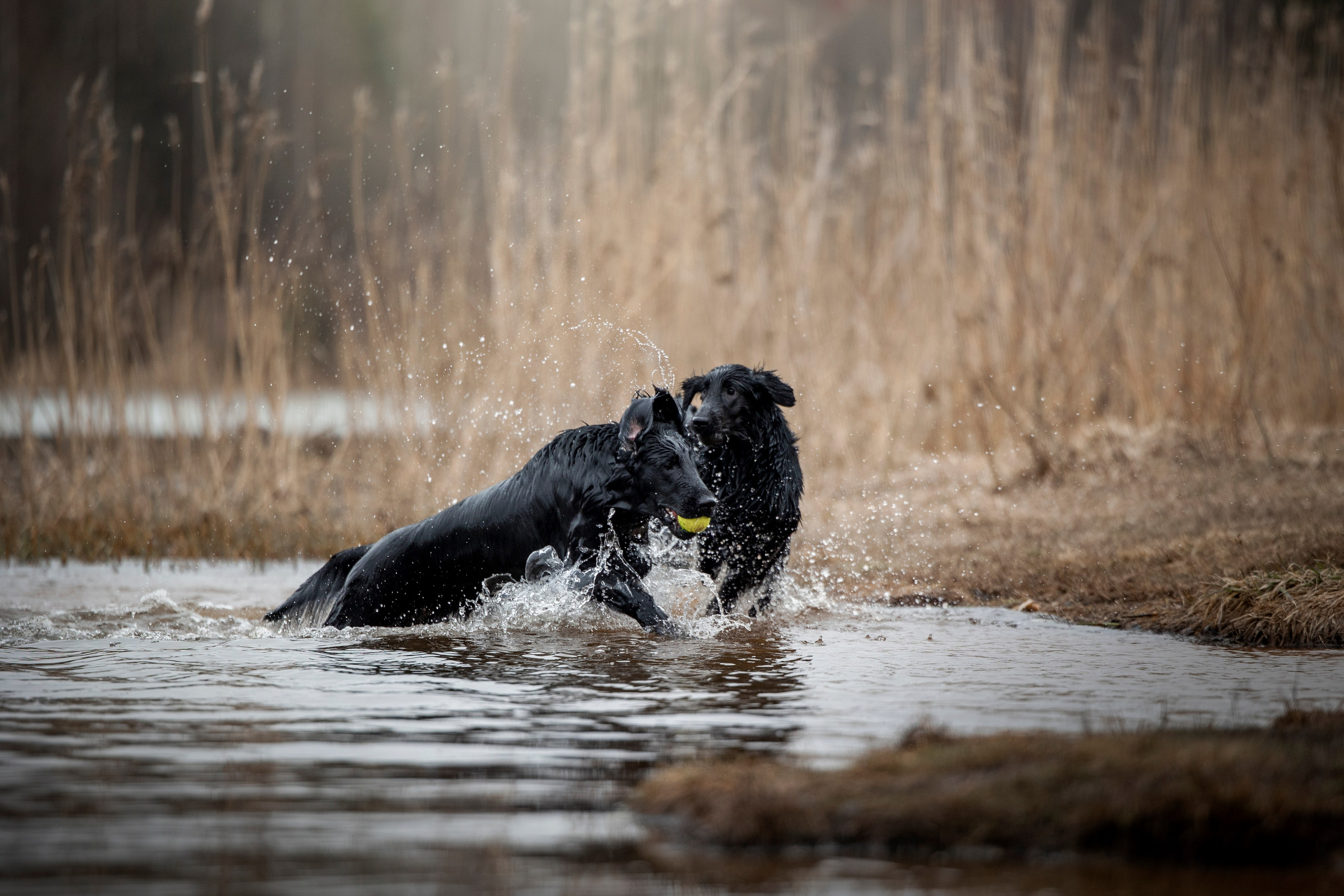 Ора, Ева, Рози и их семья. Фотограф — Анималист | Санкт-Петербург