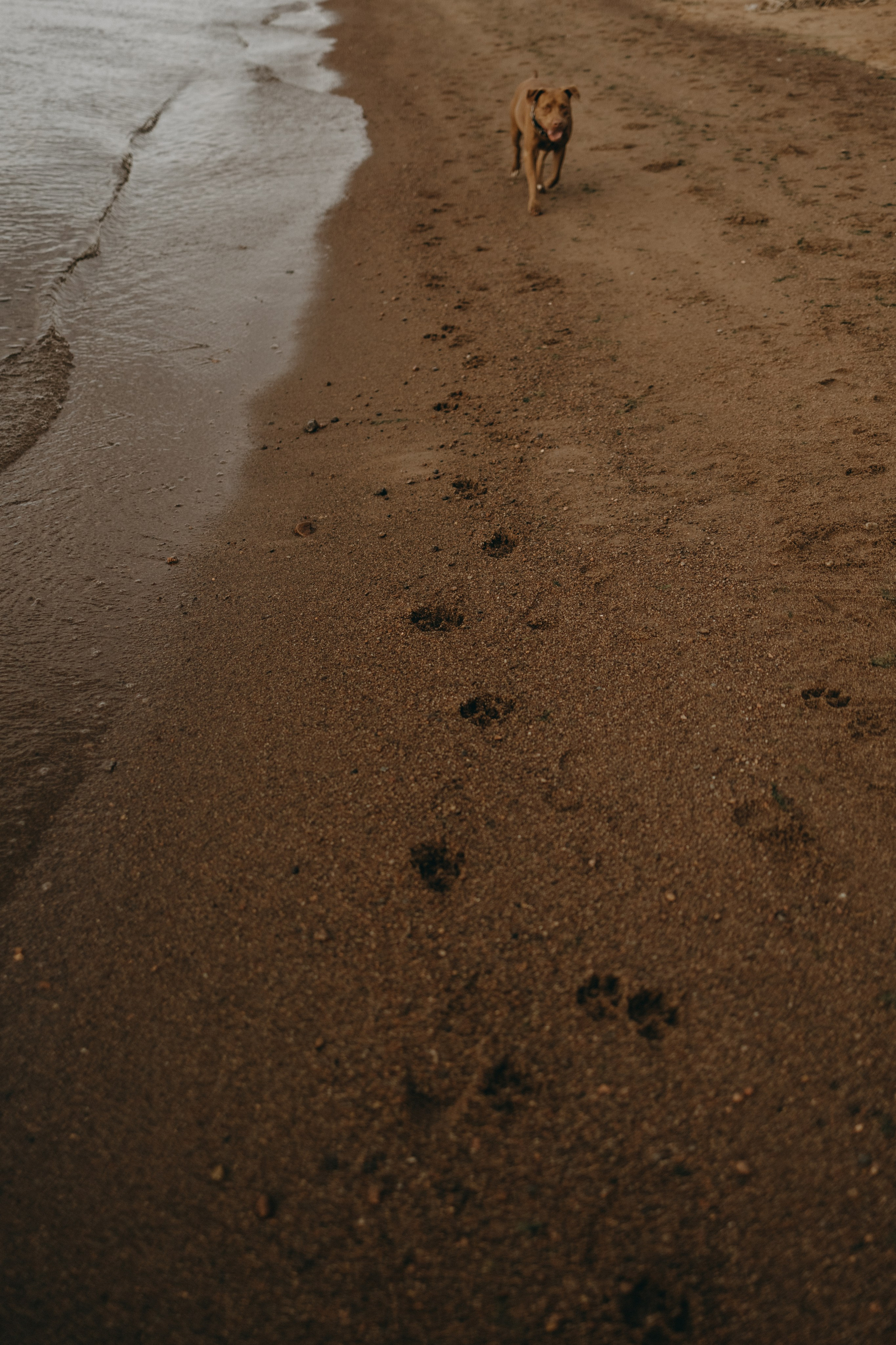 Бонни и ее семья. Фотограф — Анималист | Санкт-Петербург