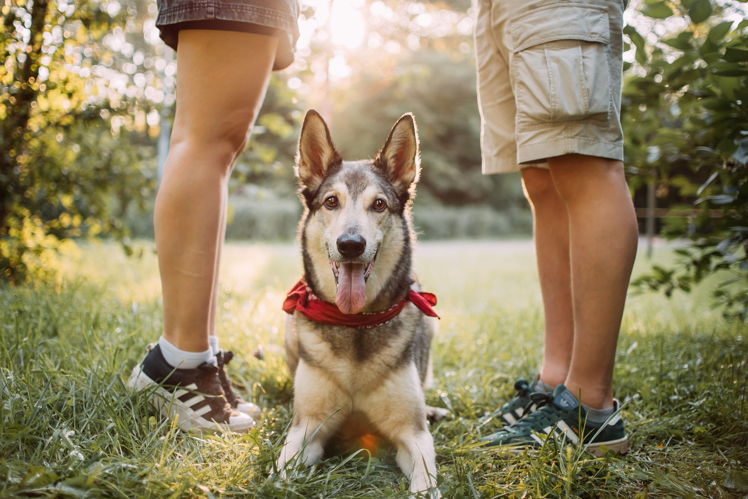 Грэй и его семья. Фотограф-анималист Валерия, Москва, Мытищи