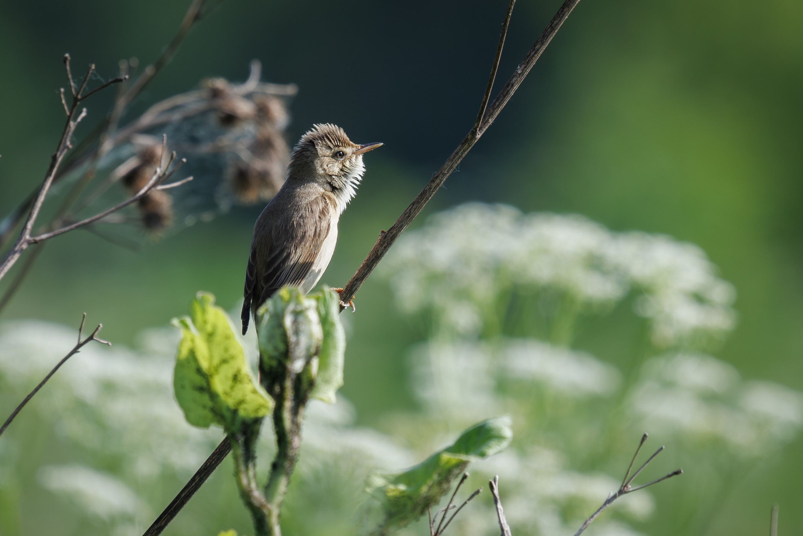 Болотная камышовка, Москва, долина реки Рудневки Снято на Canon EOS R8, RF 600 mm f11.