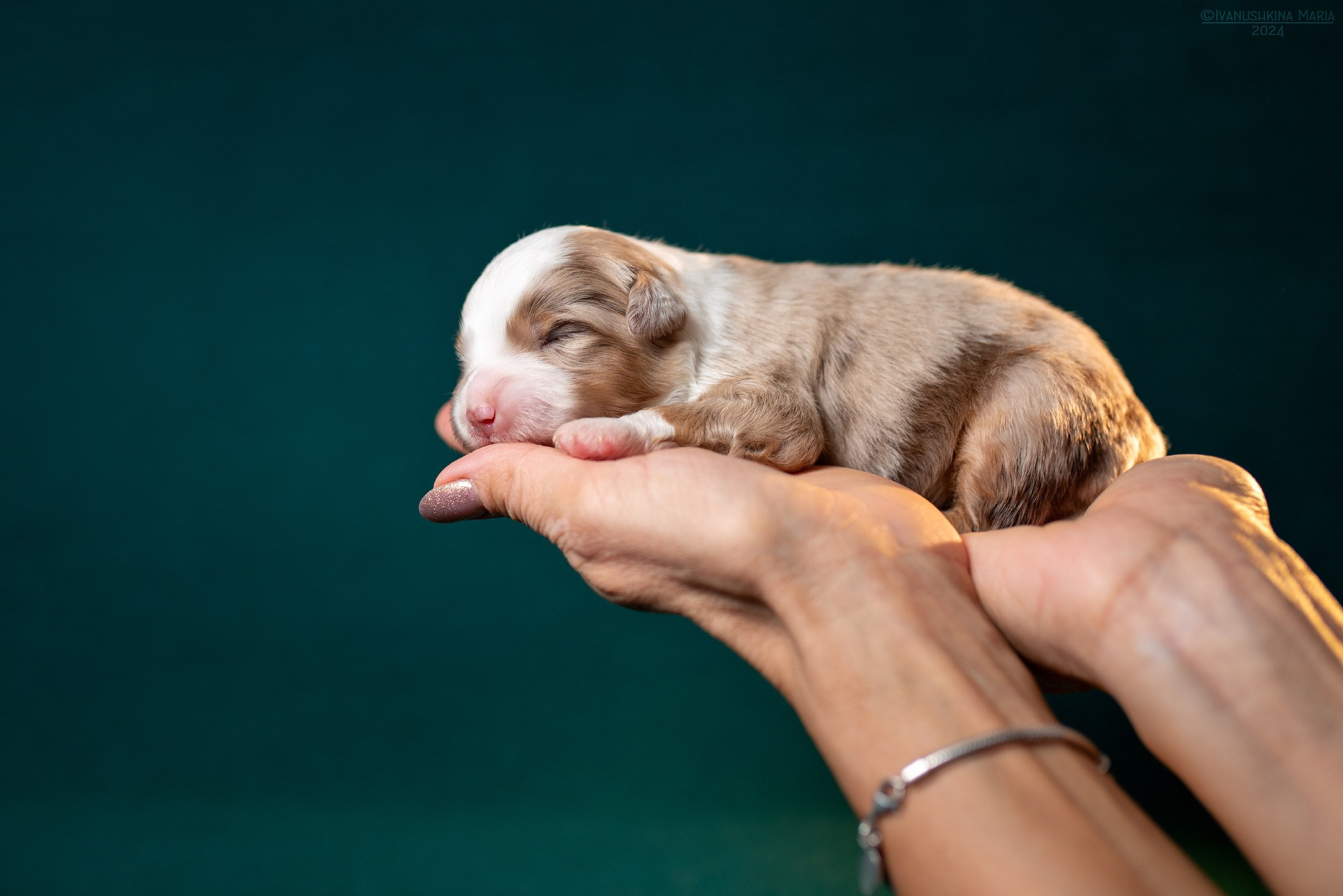 Ньюборн фотосессия щенков. Фотограф собак в Москве и Московской области Иванушкина Мария