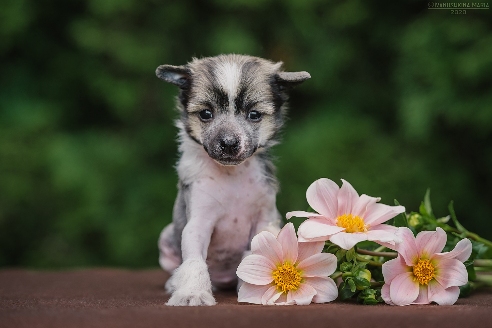 Фотосессия щенков на продажу. Фотограф собак в Москве и Московской области Иванушкина Мария