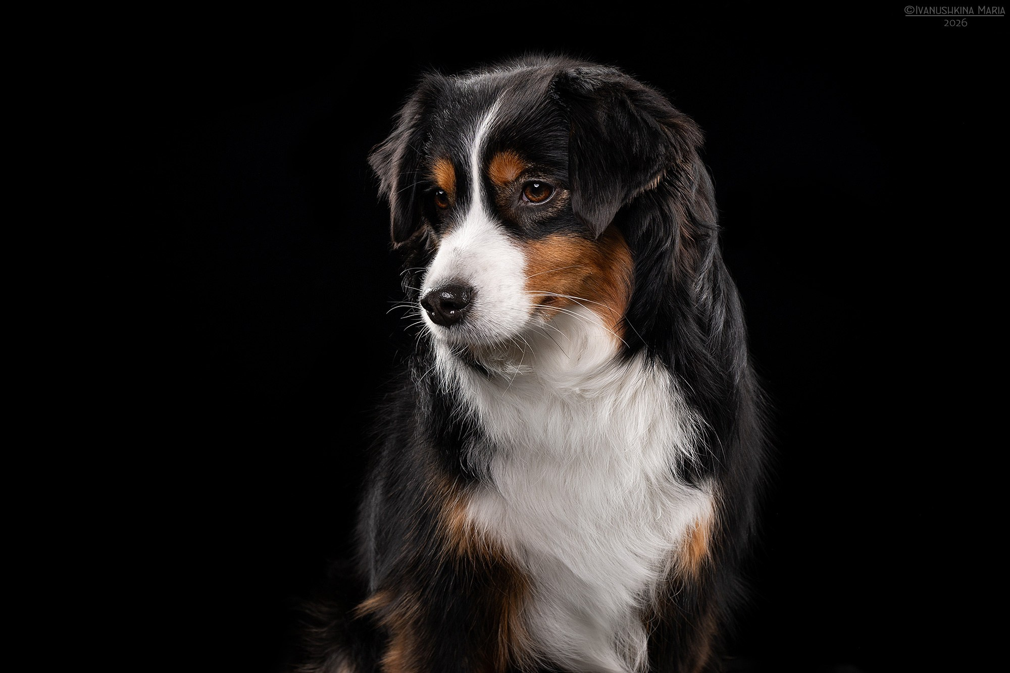Фотосессия собаки в студии. Фотограф собак в Москве и Московской области Иванушкина Мария