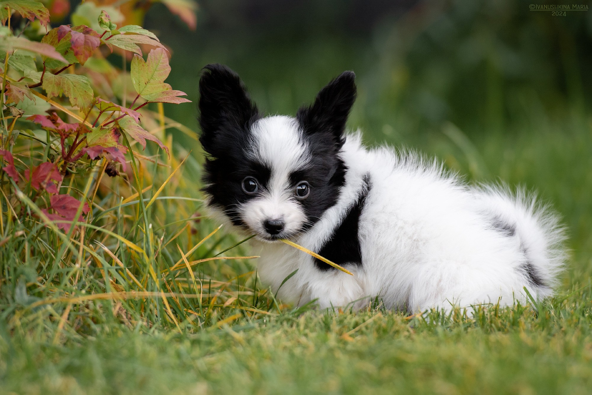 Фотосессия щенков на продажу. Фотограф собак в Москве и Московской области Иванушкина Мария