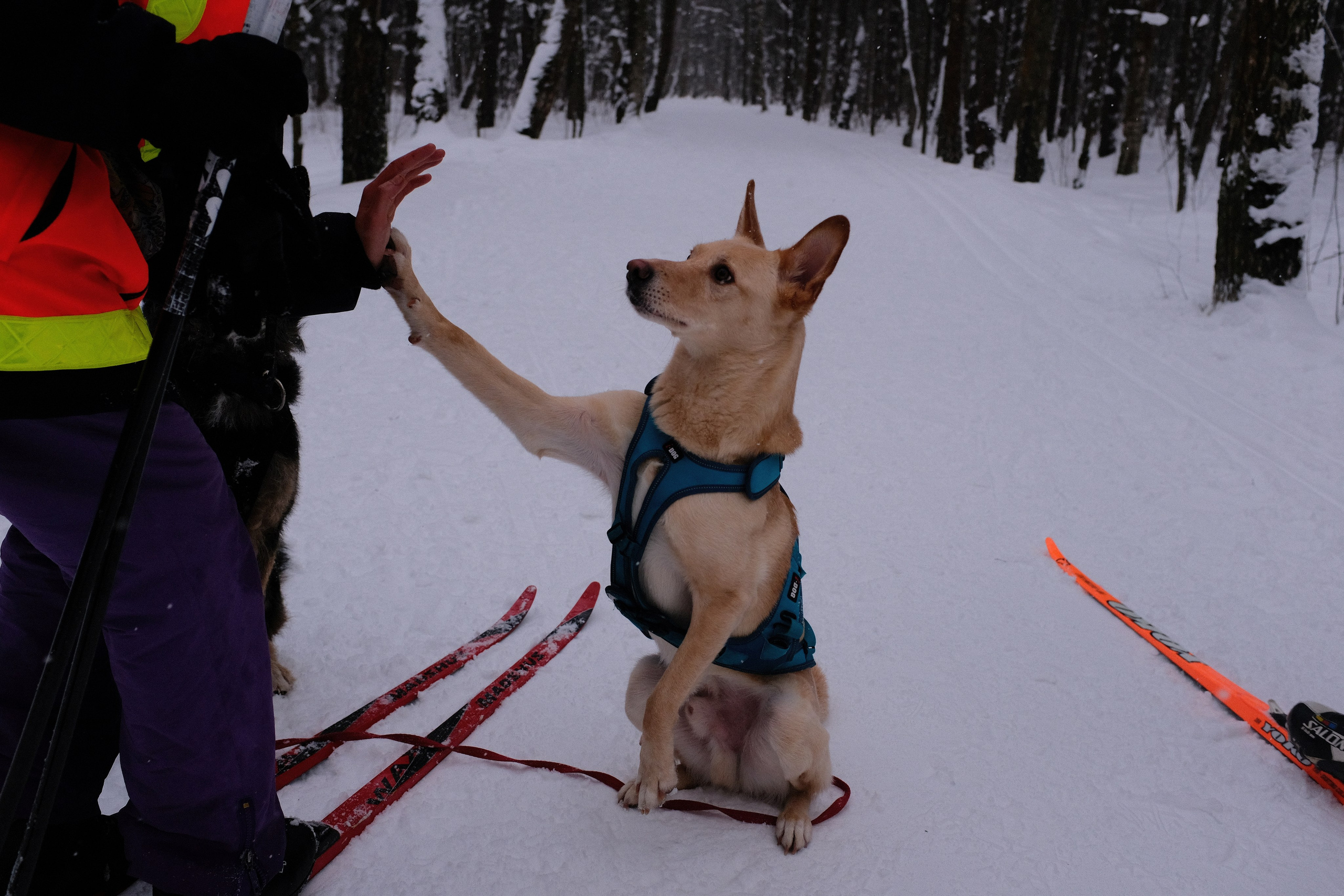 Рик, Листик и их Катя. Дмитрий Бречалов