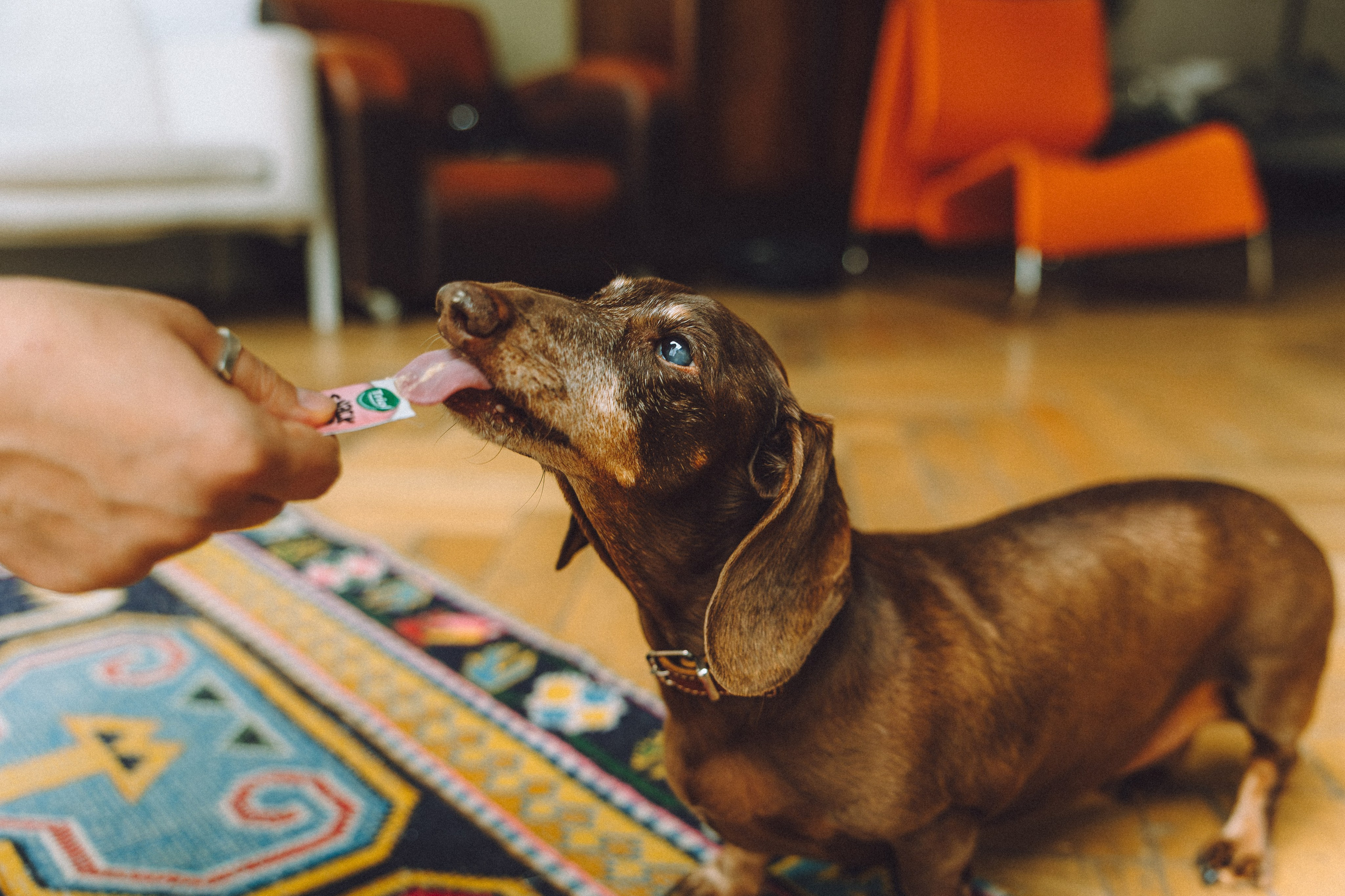 Кокос, Света, Динара и Вилли