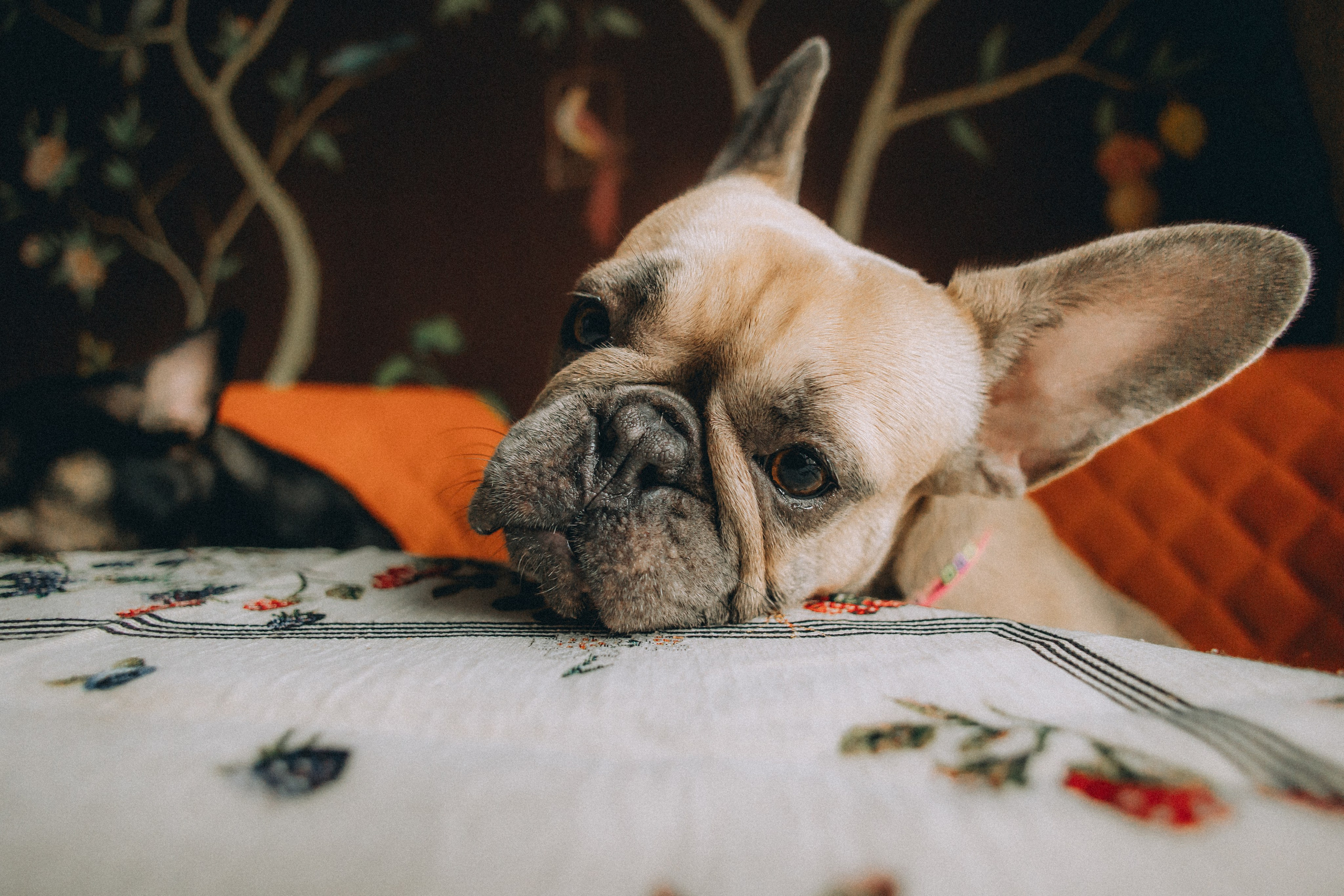 Юля, Мия и Зек