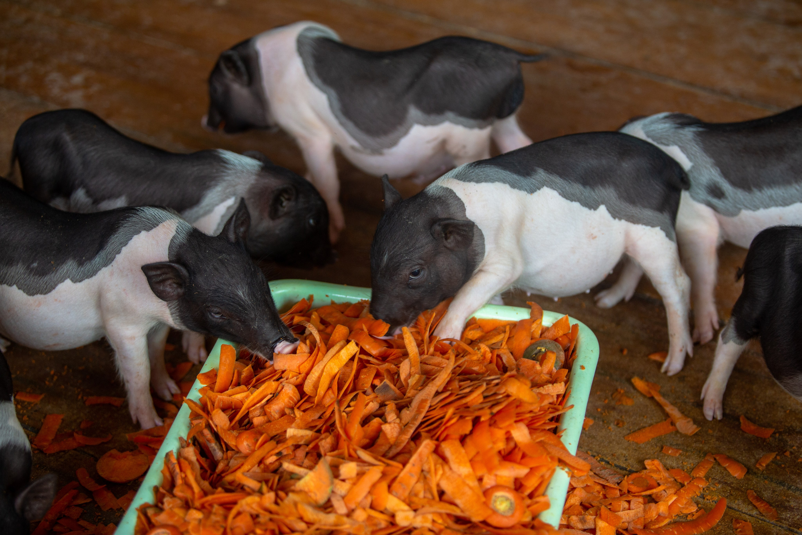 Samut Prakan Crocodile Farm & Zoo. Photographer Sonkina Tatiana (Tanya Ash)