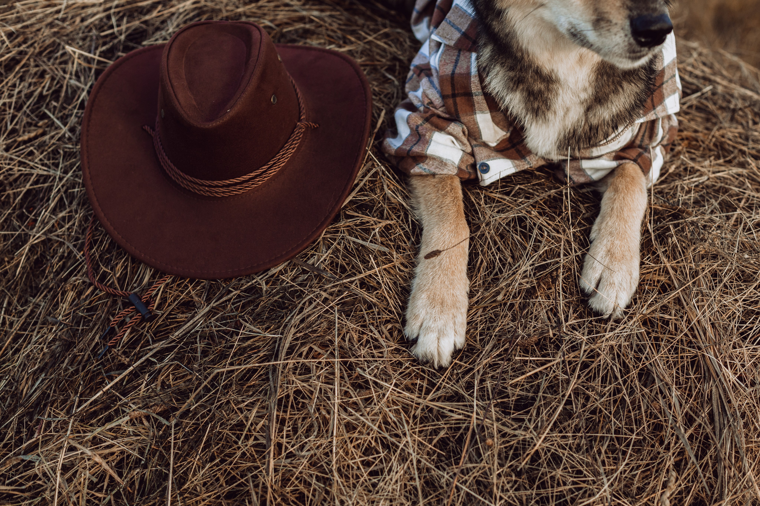 Кантри Дюк. Фотограф-анималист Татьяна Степанова