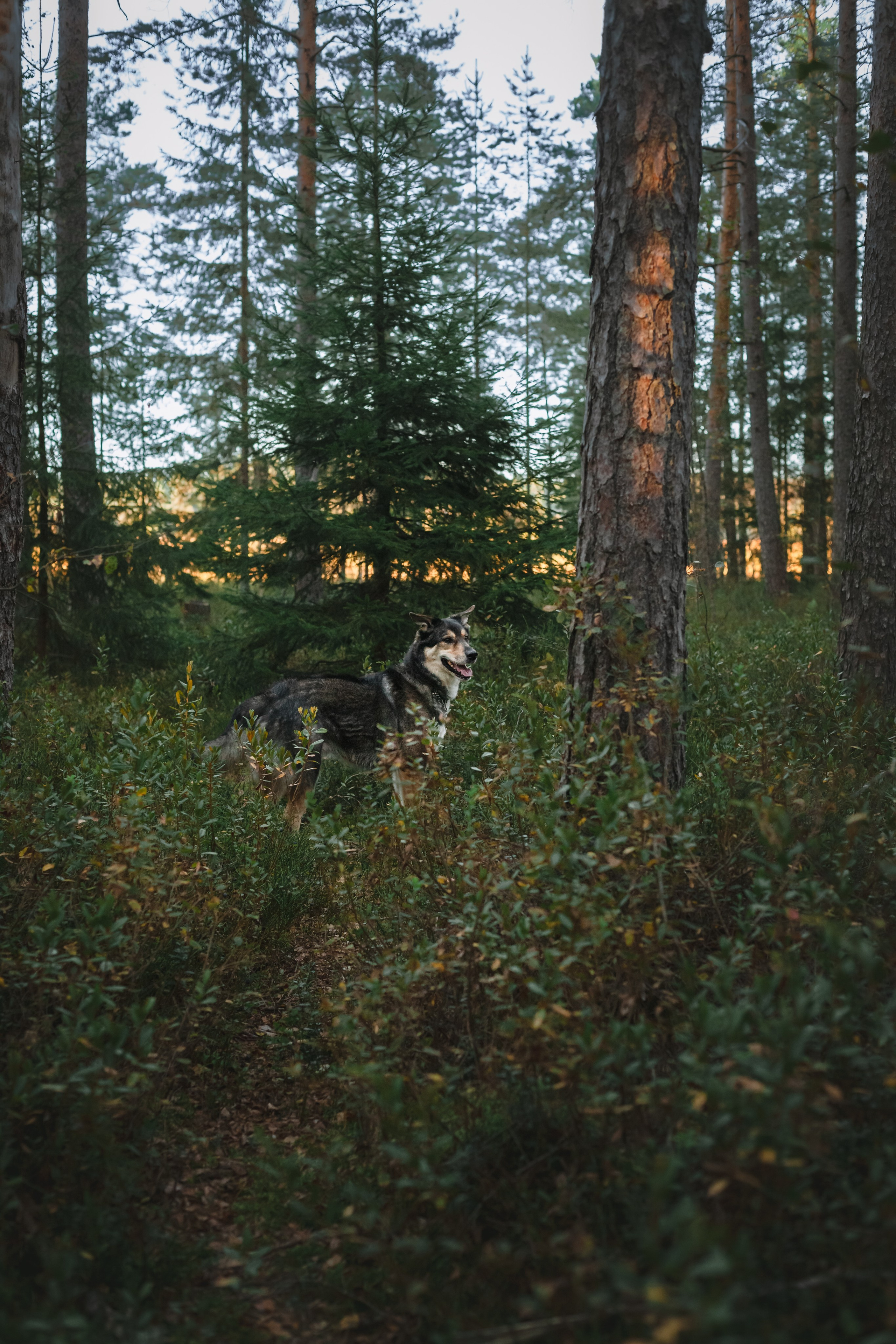 Фотопрогулка в Ленобласти. Фотограф-анималист Татьяна Степанова