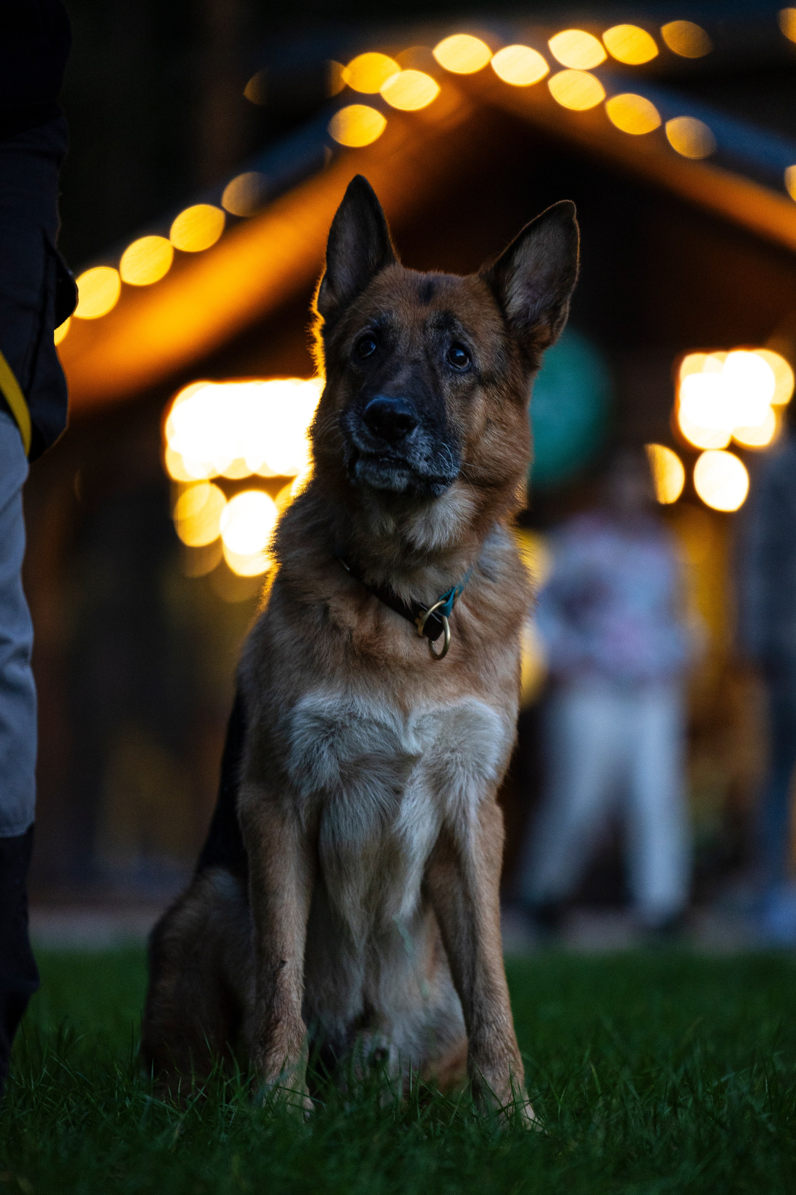 Гаруда и Рейн. Фотограф-анималист Анна Маринич