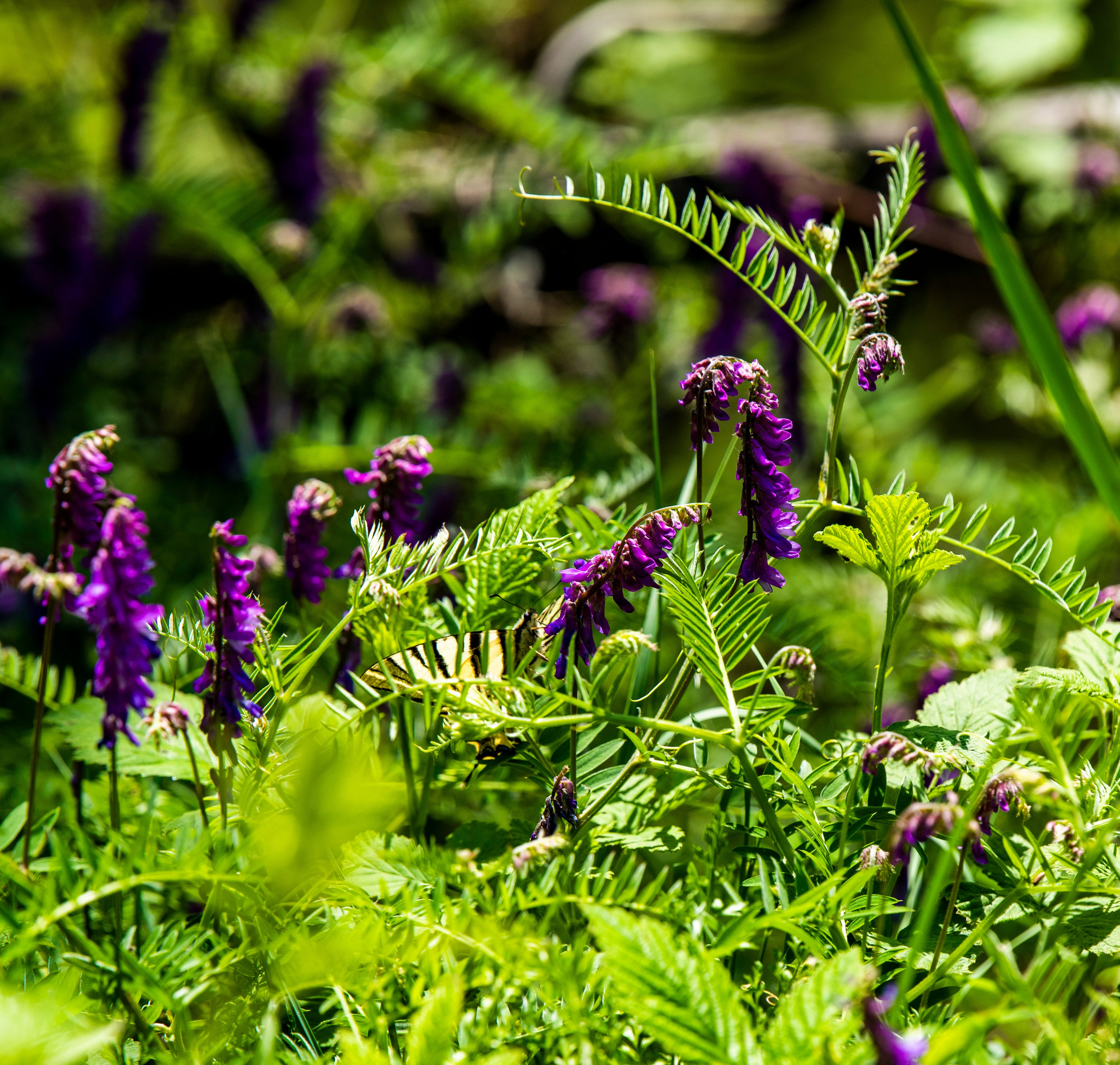 Столови. Сербия. Фотограф в Москве. Шахабудин
