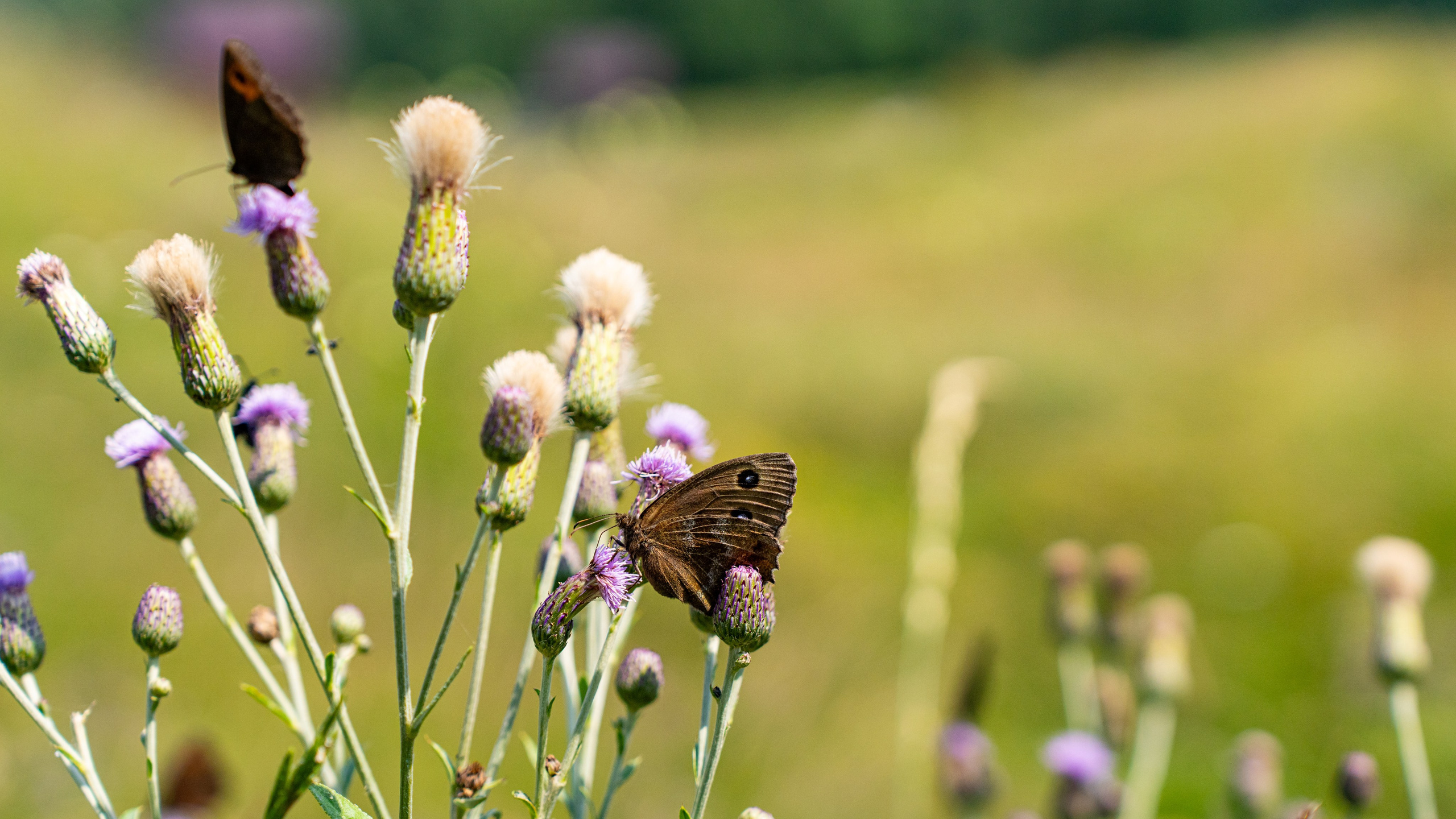 Дагестан. Фотограф в Москве. Шахабудин