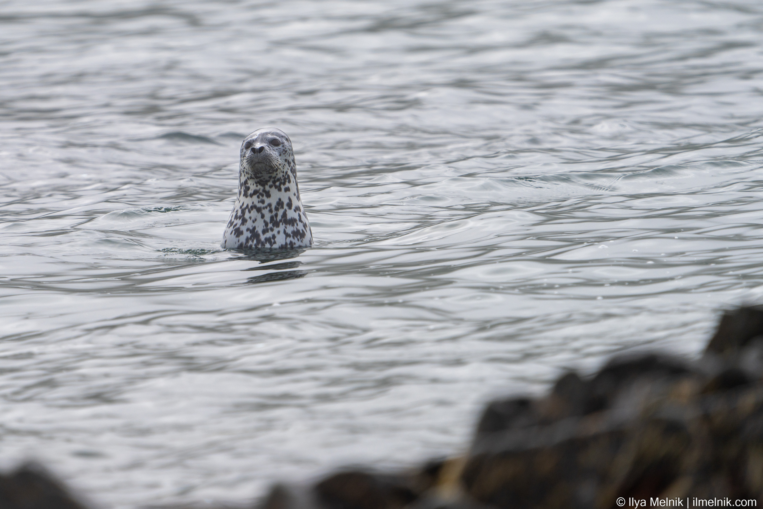 Russia (Kamchatka). Ilya Melnik Photography
