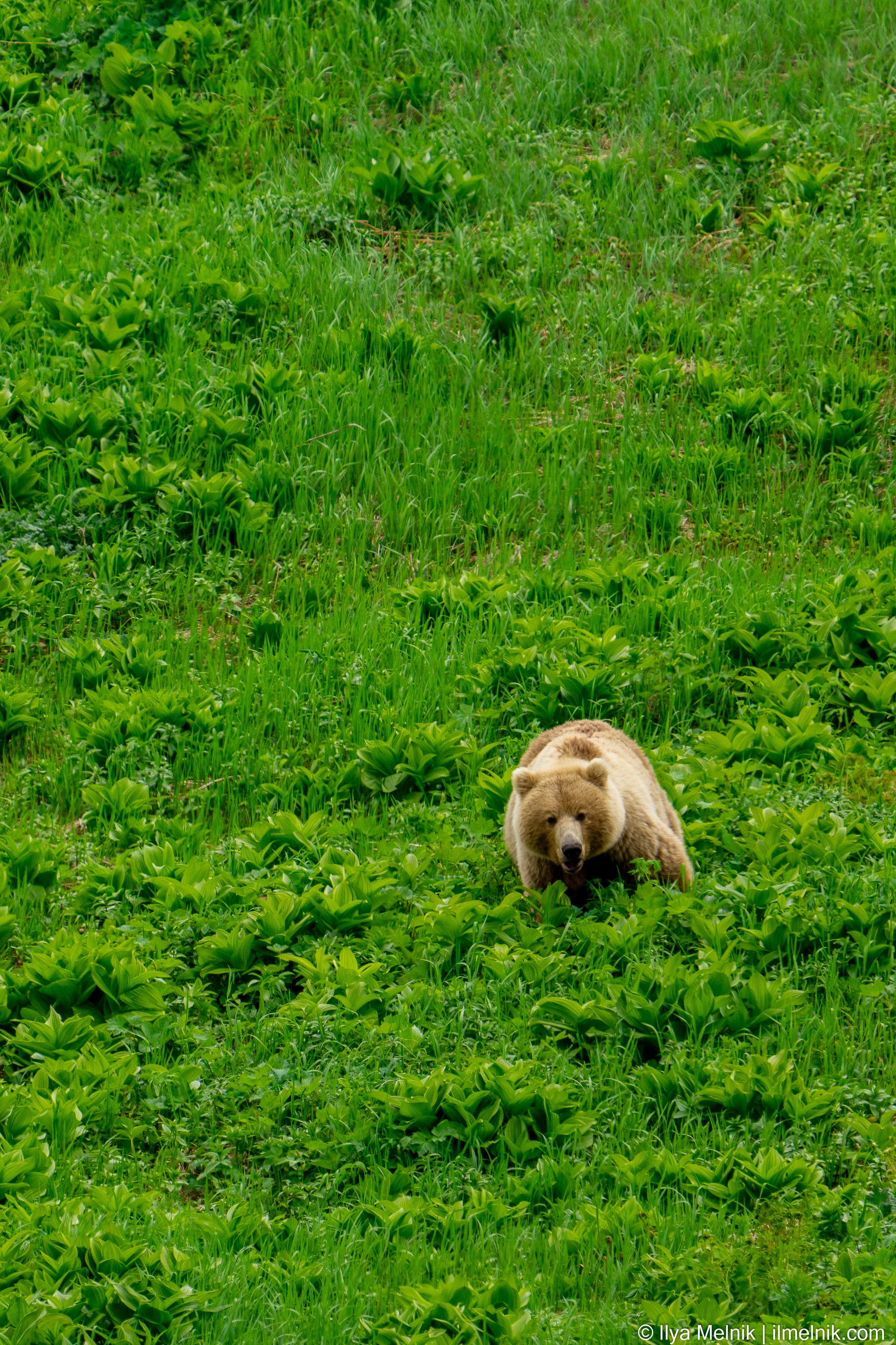 Russia (Kamchatka). Ilya Melnik Photography