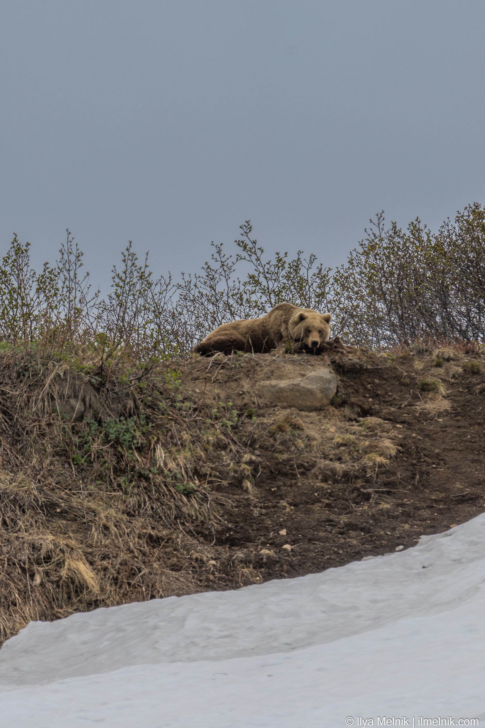 Russia (Kamchatka). Ilya Melnik Photography