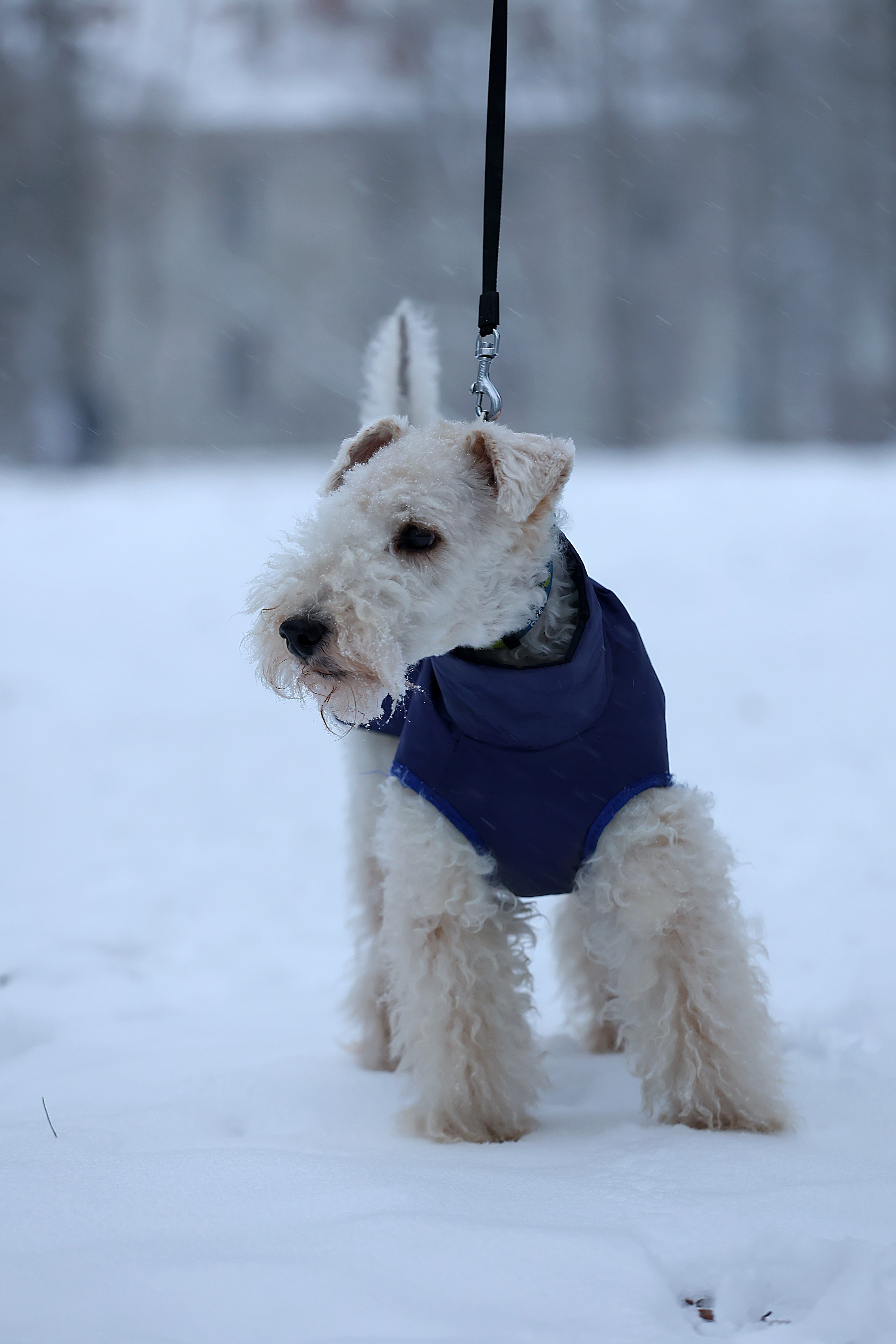 Анималистика