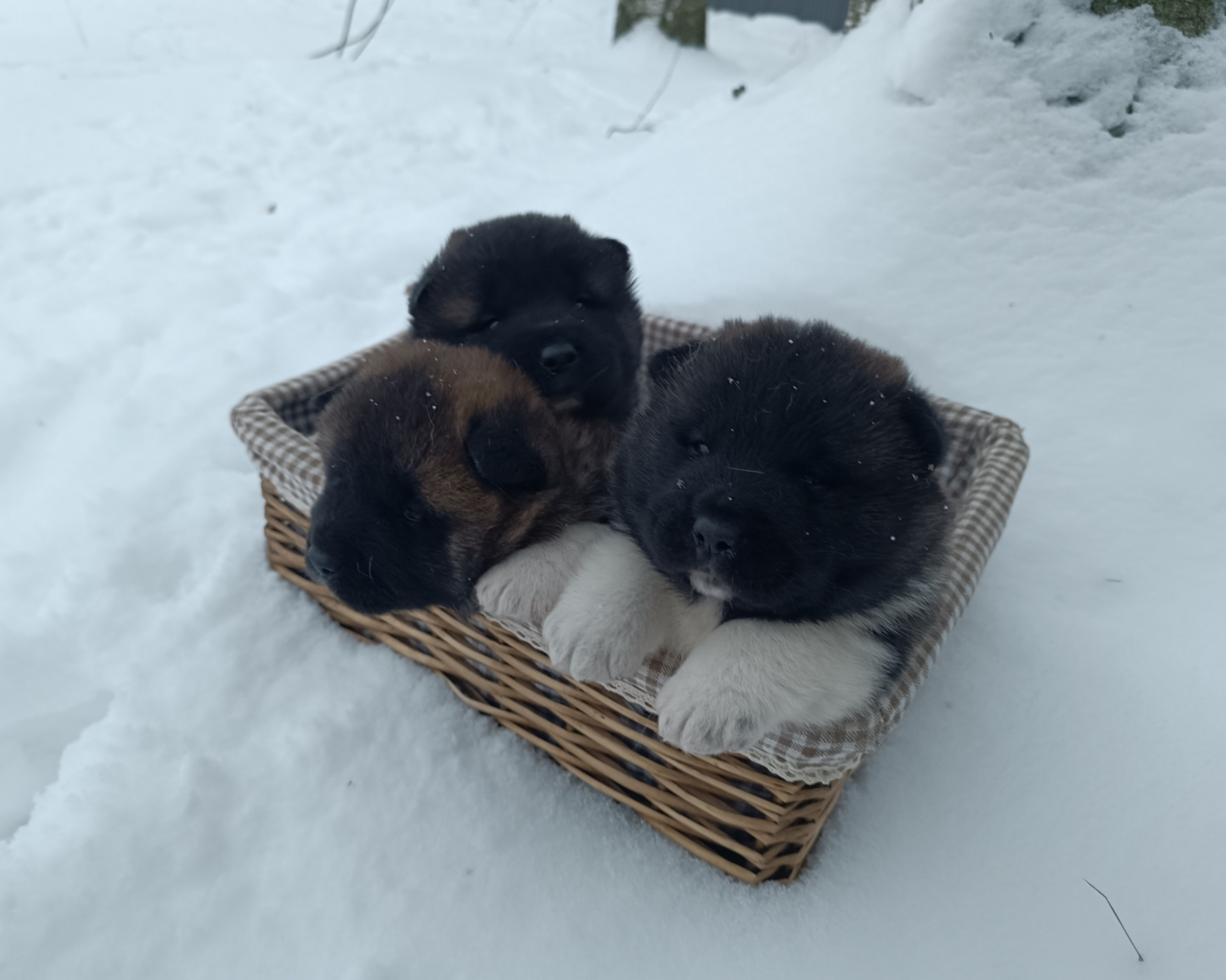 Американская акита  щенки питомник Санкт-Петербург клубные щенки Американская акита питомник RUBYLIGHT Рубилайт купить щенка американской акиты