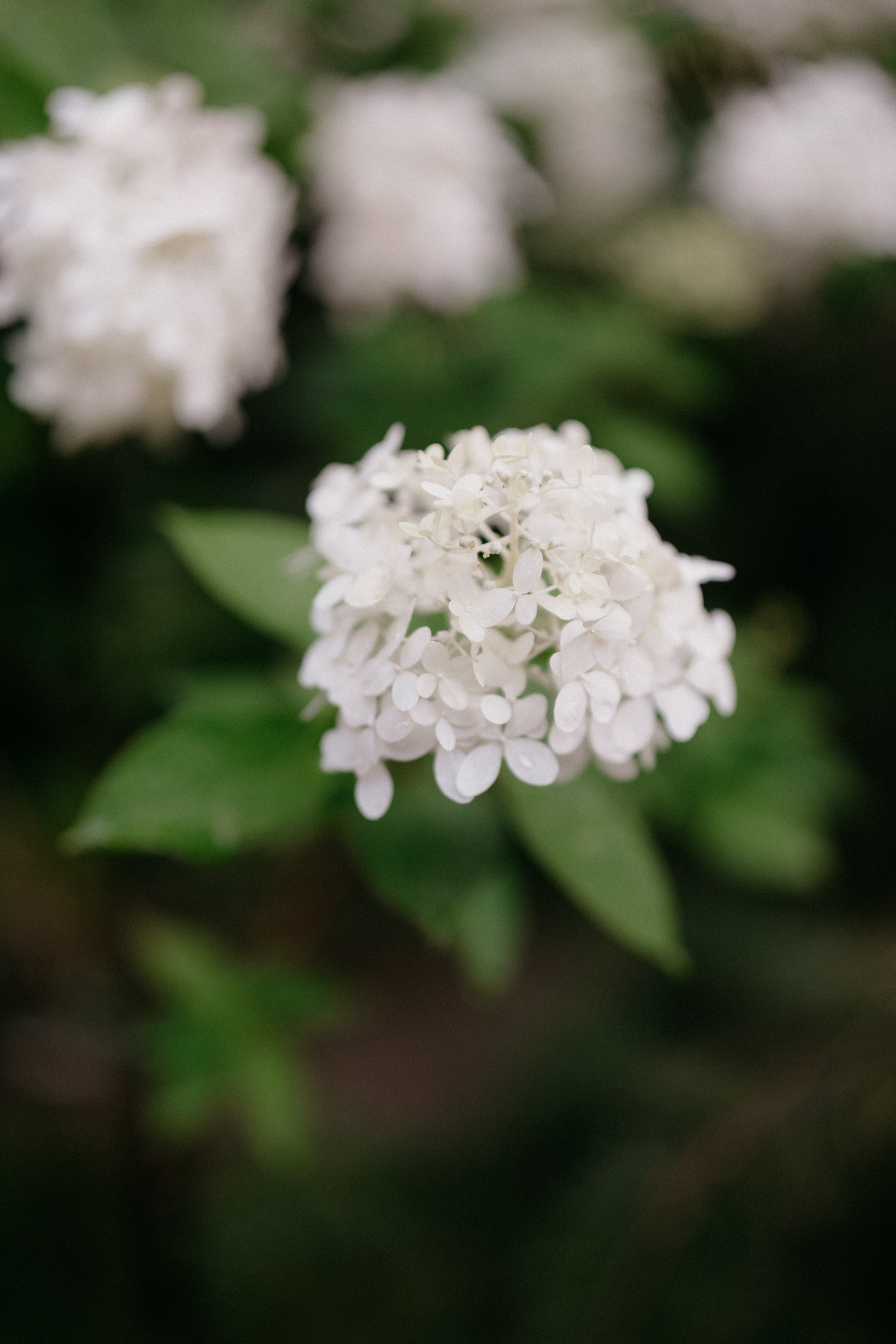 Белая Радуга. Фотограф в Москве Дмитрий Рогов