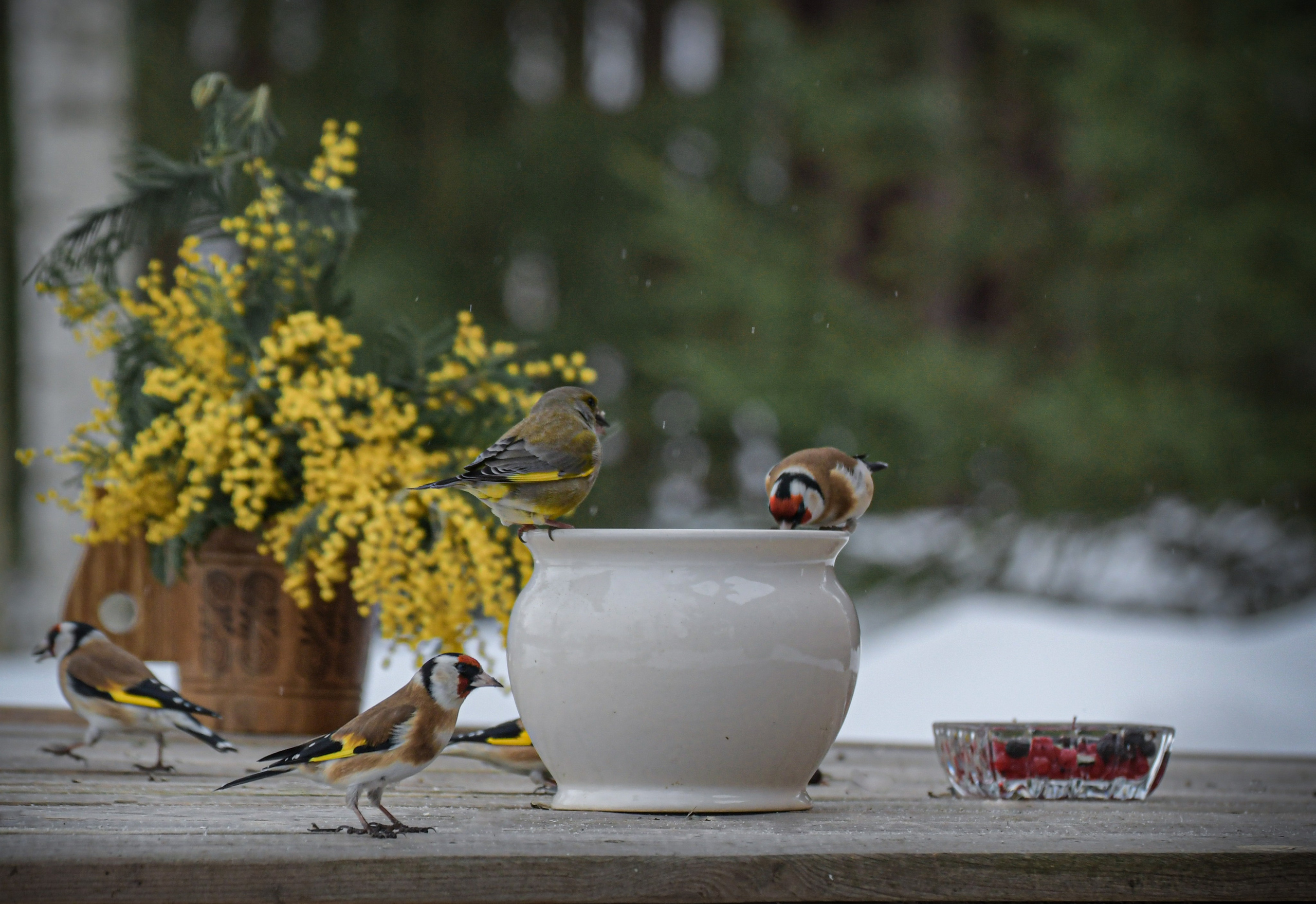 Натюрморты с птицами. В созвучии с природой. Фотограф Светлана В. Пронина, Москва