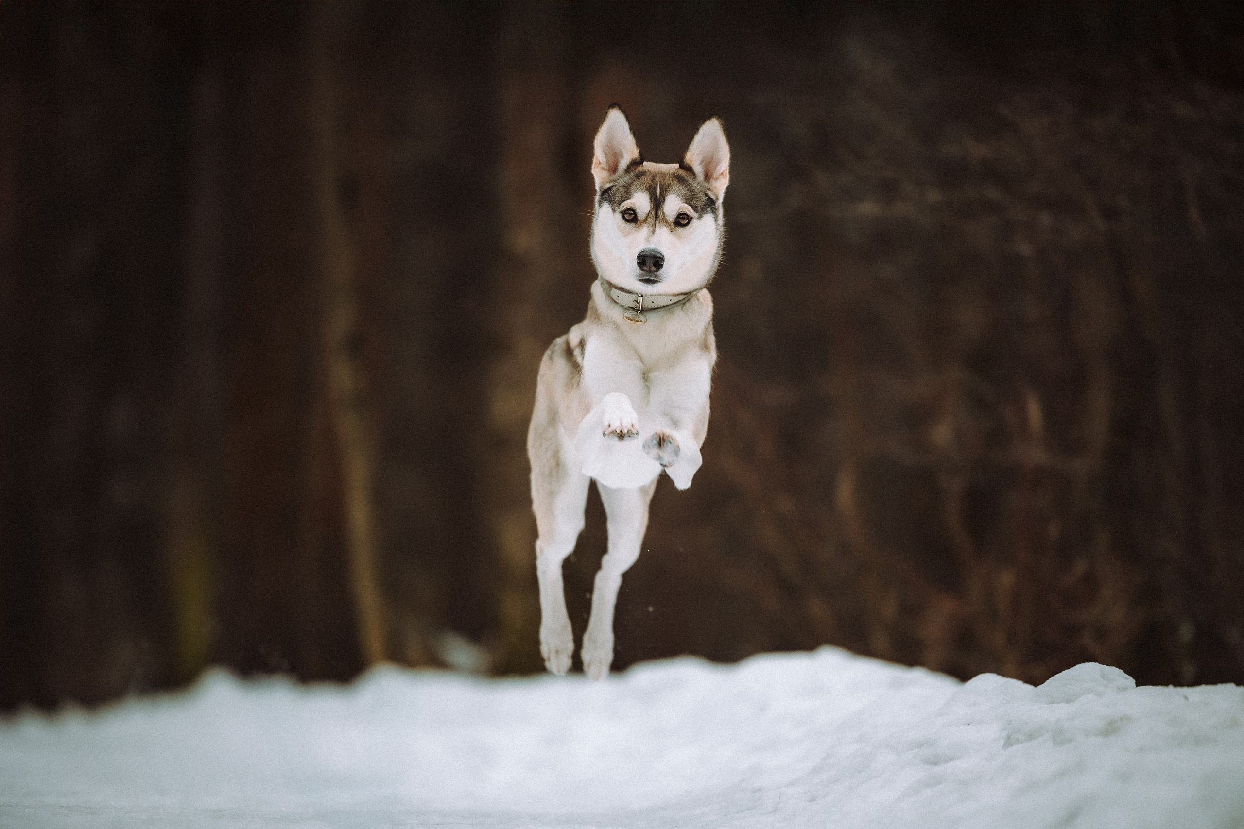 Аня и Рокси