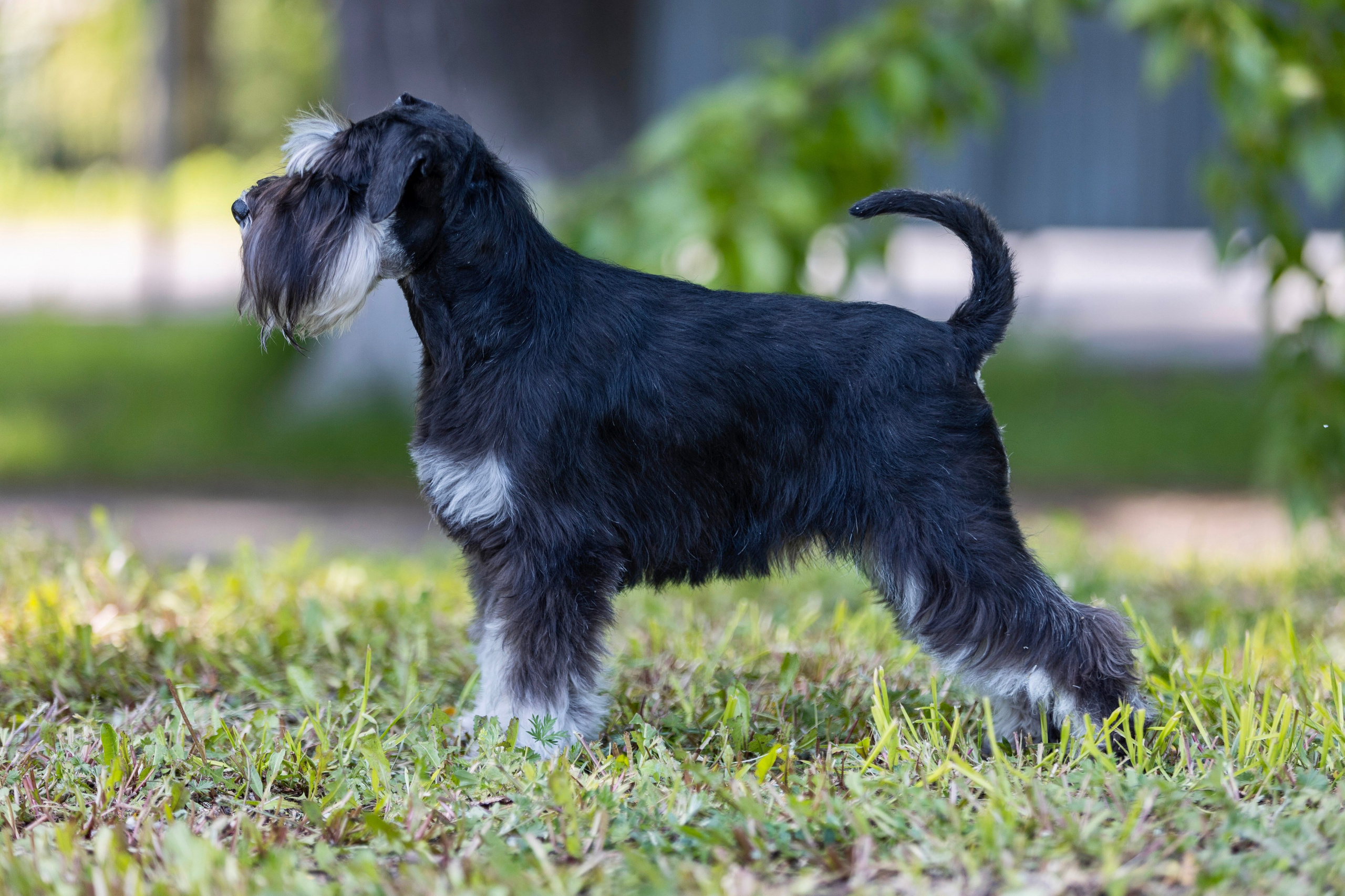 Фотосессии с собаками!. Фотограф 📸 семейный, предметный, репортажный