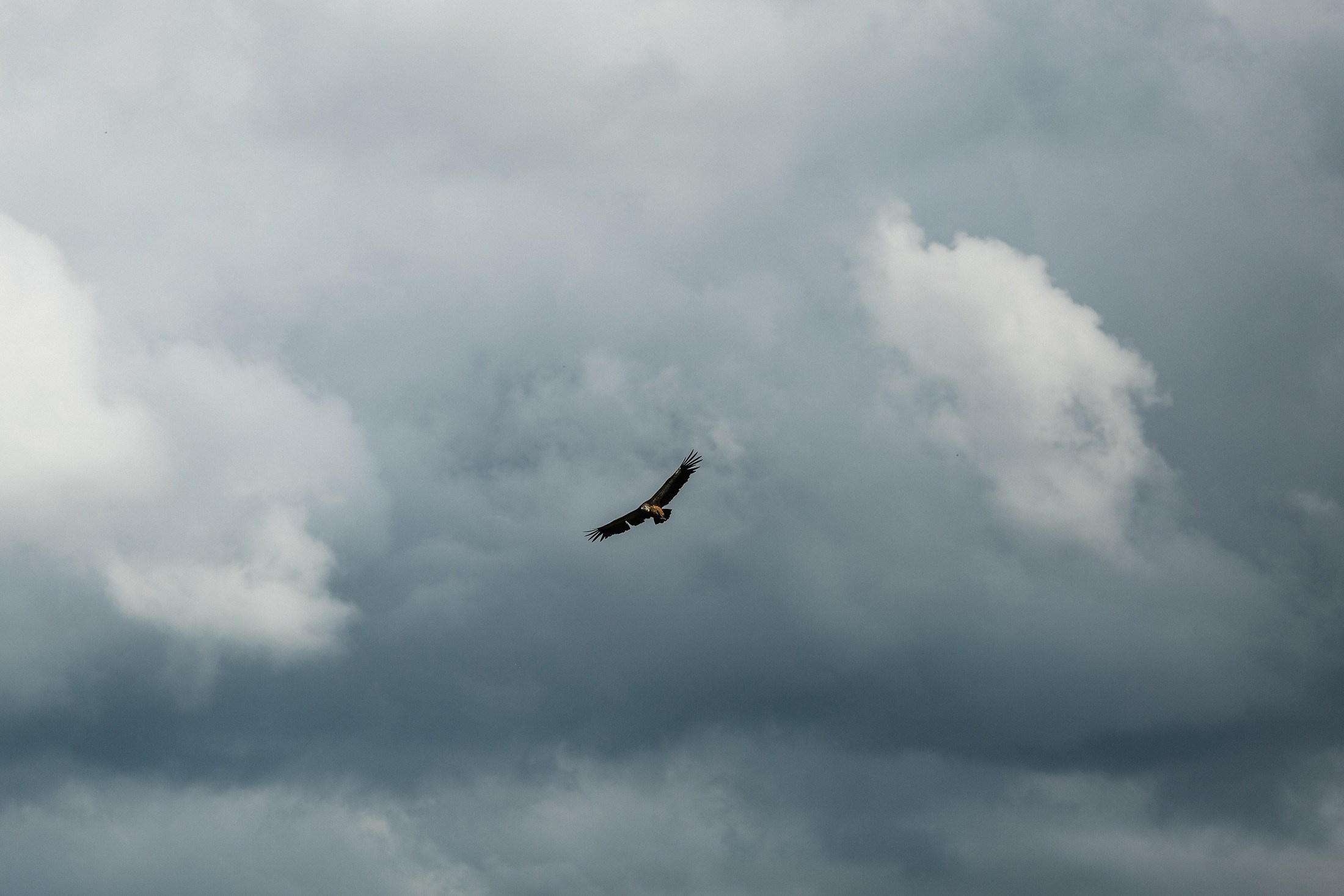 Аня и Вова. Свадебный и семейный фотограф в Краснодаре Роман Моско
