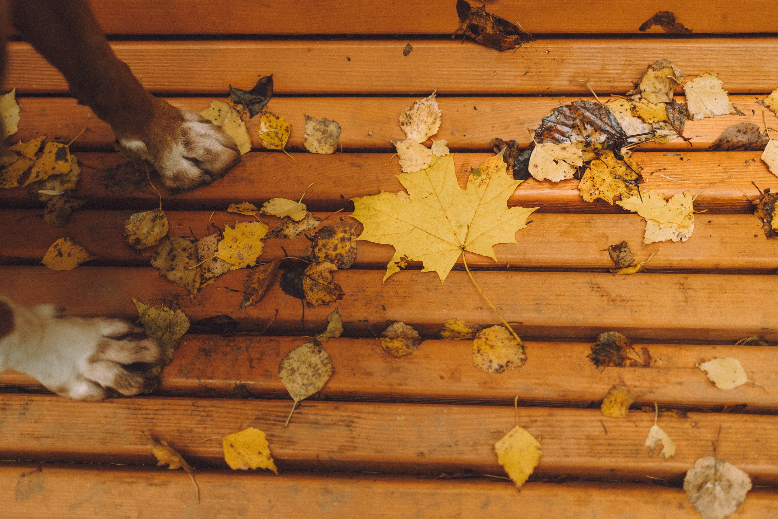 Элли и ее семья