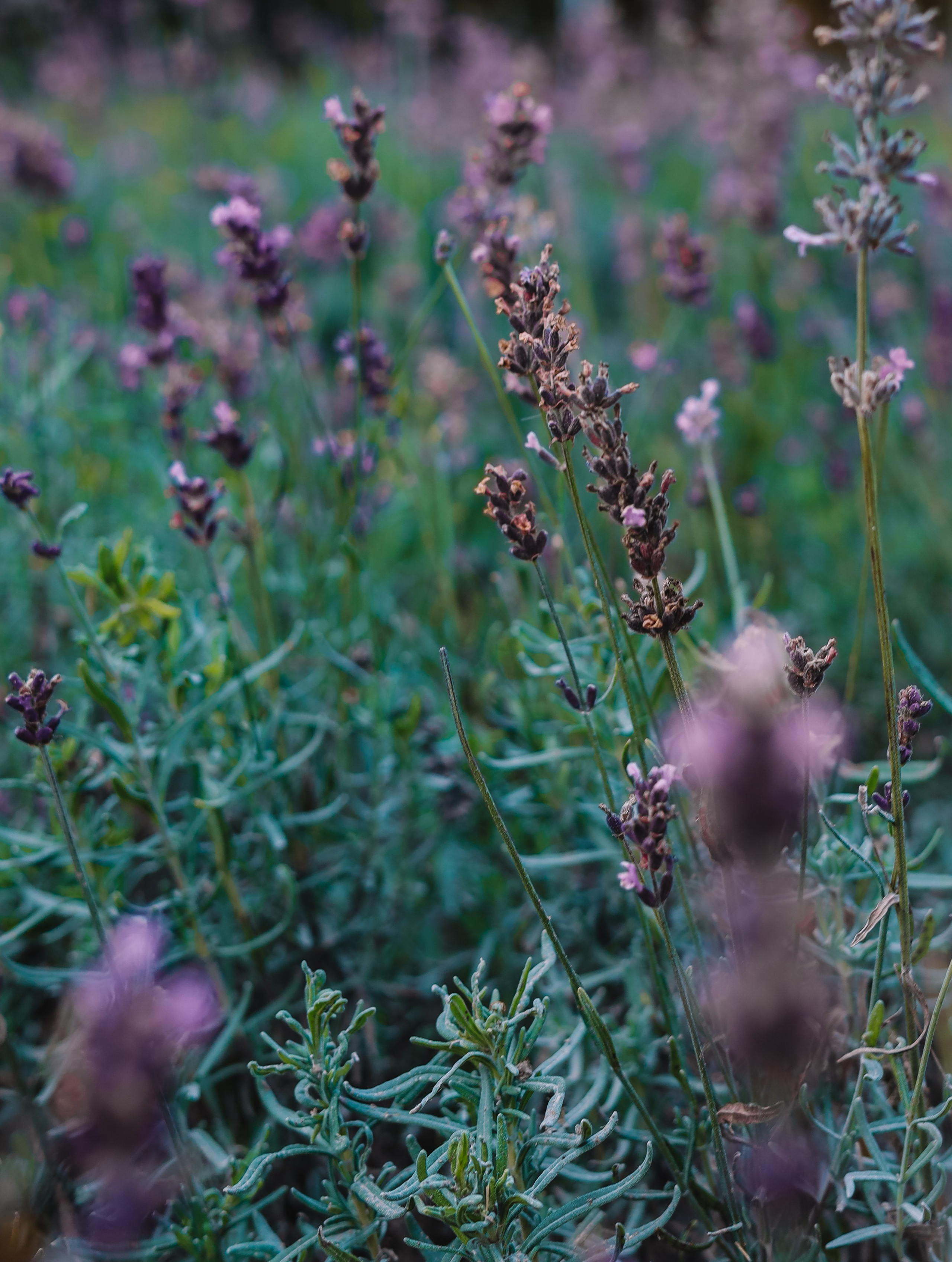 Прогулка с Анастасией